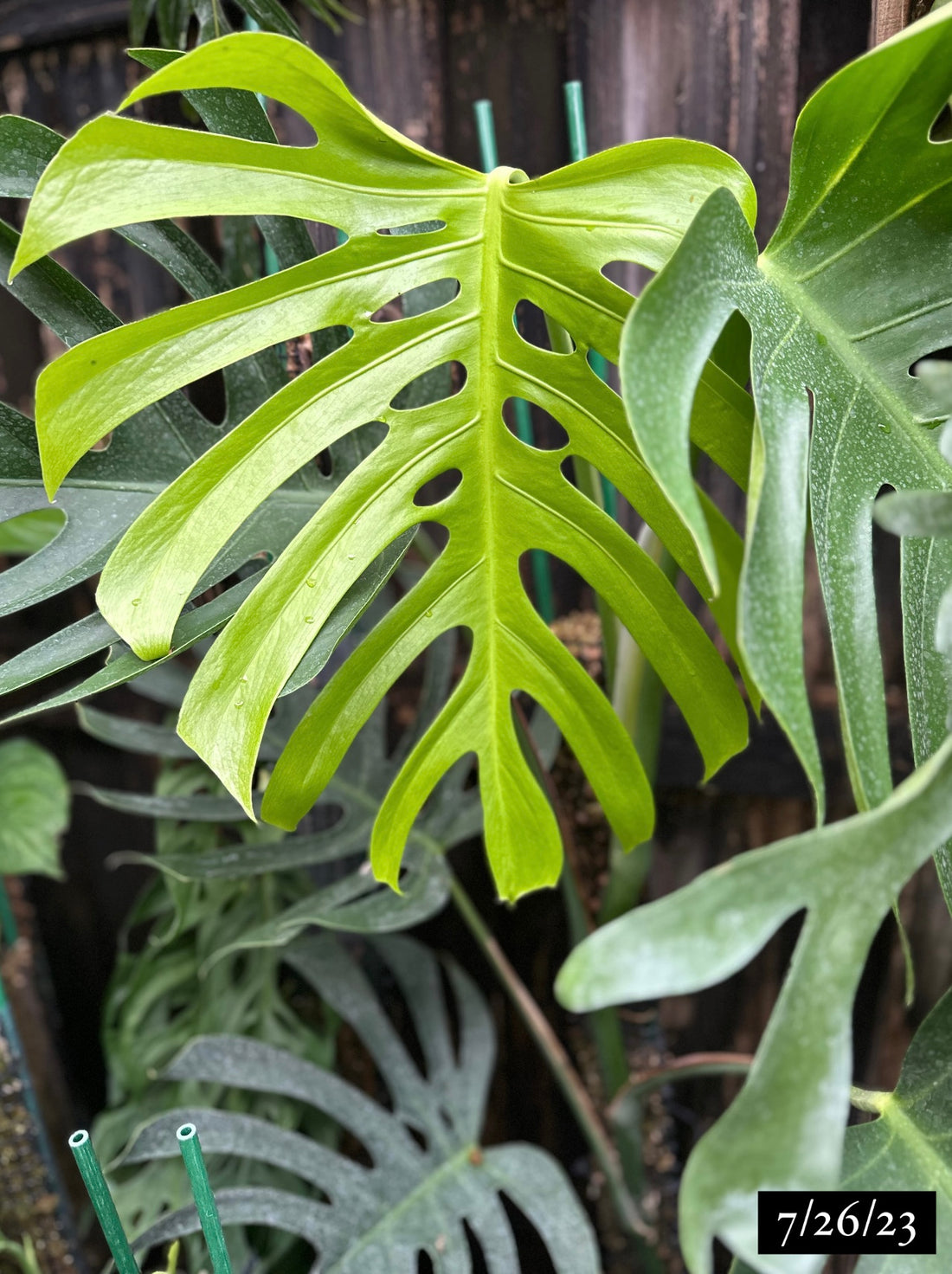 Monstera deliciosa var. sierrana