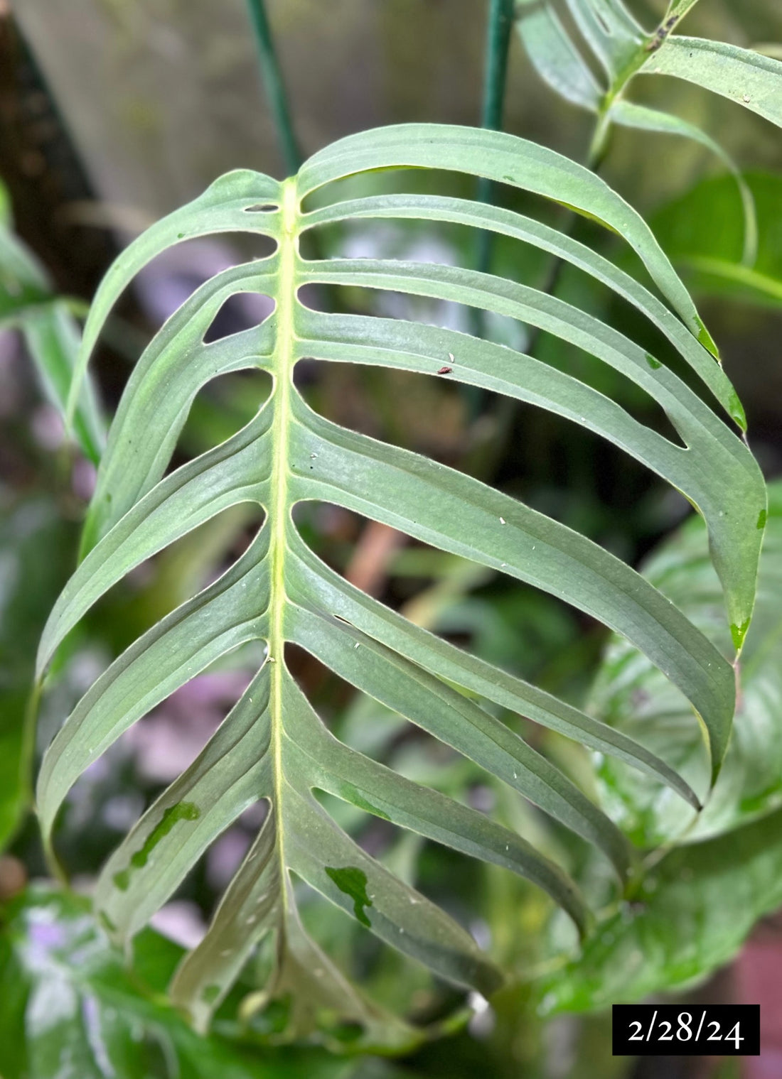Monstera croatii