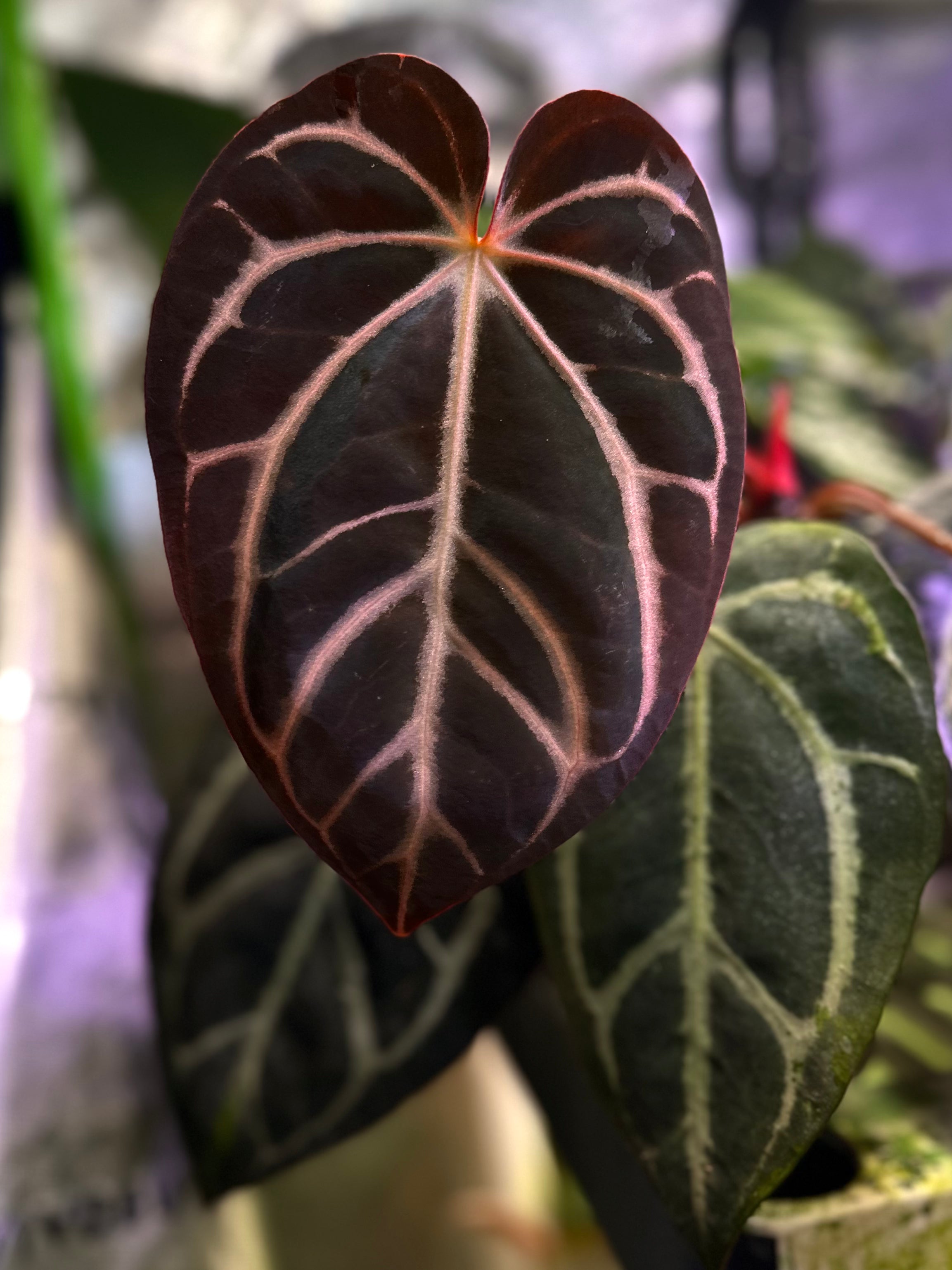 Anthurium – Page 2 – AABexotics