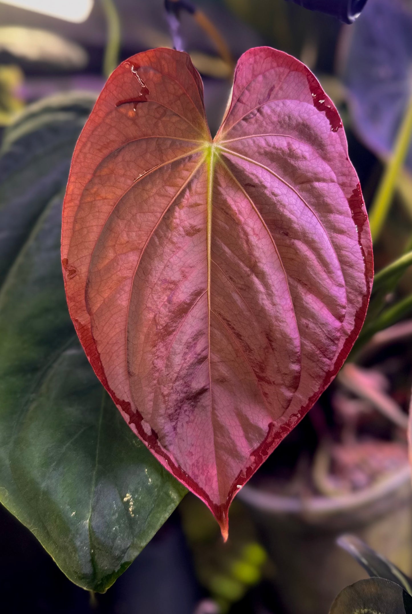 Anthurium antolakii (BVEP) "Round x RA1" x "Wu1 x Oliver"
