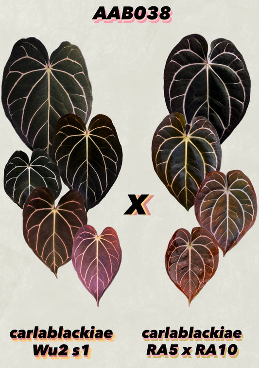 Anthurium carlablackiae Wu2 s1 x (RA5x10)