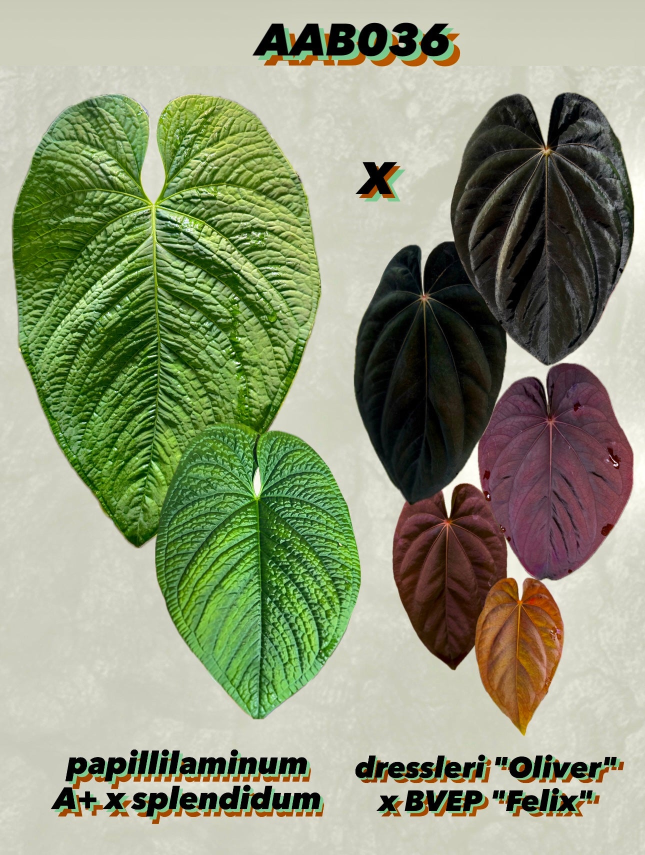 Anthurium (papillilaminum A+ x splendidum) x 'Supernova' (dress "Oliver" x BVEP "Felix") *seedlings*