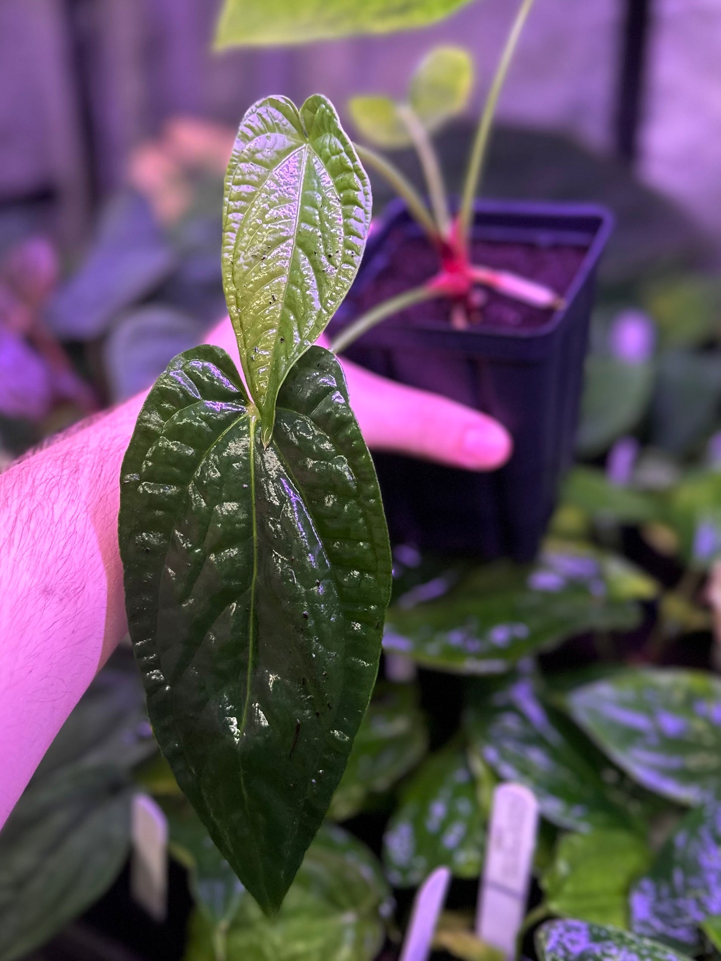 Anthurium (pap "Long x Long Bullet" x splendidum) x dressleri “Obsidian” *seedlings*