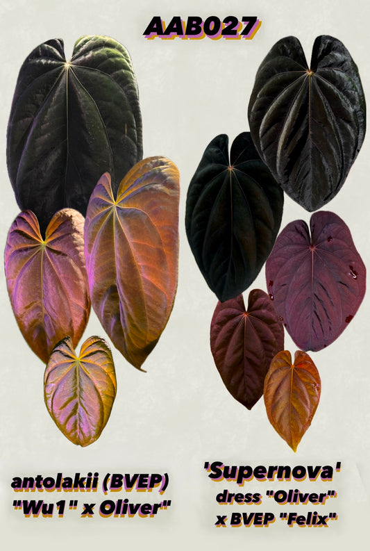 Anthurium antolakii (BVEP) "Wu1 x Oliver" x 'Supernova' (dressleri "Oliver" x BVEP "Felix") *seedlings*