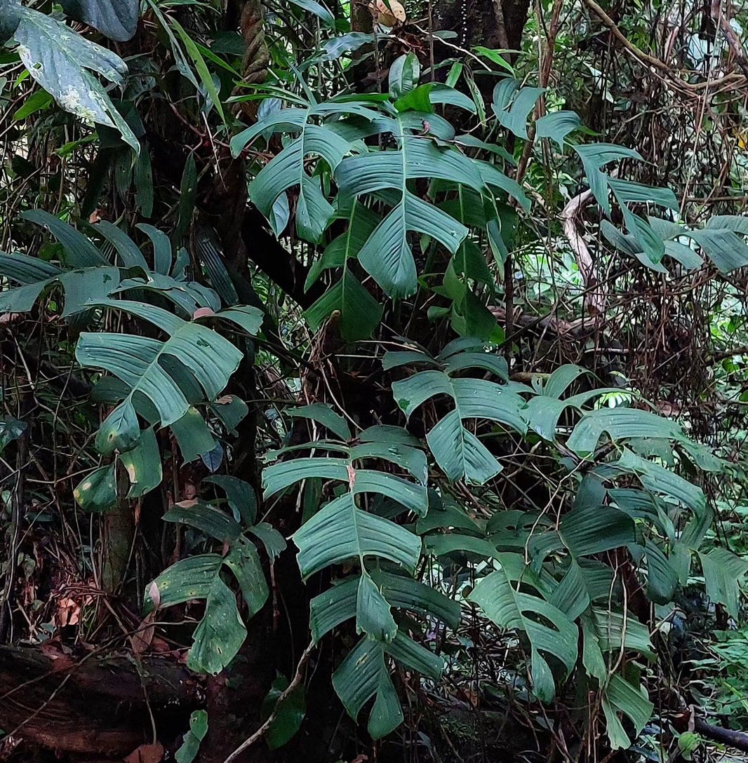 Monstera bocatorensis