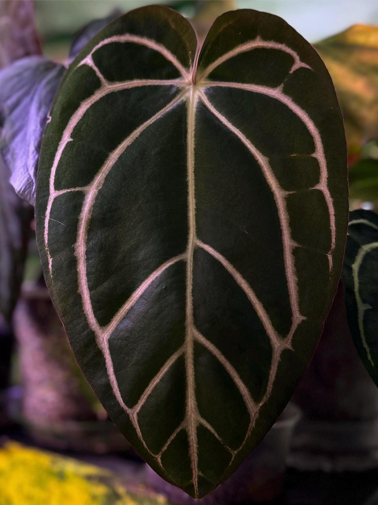 Anthurium carlablackiae RA13 x (RA5x10)