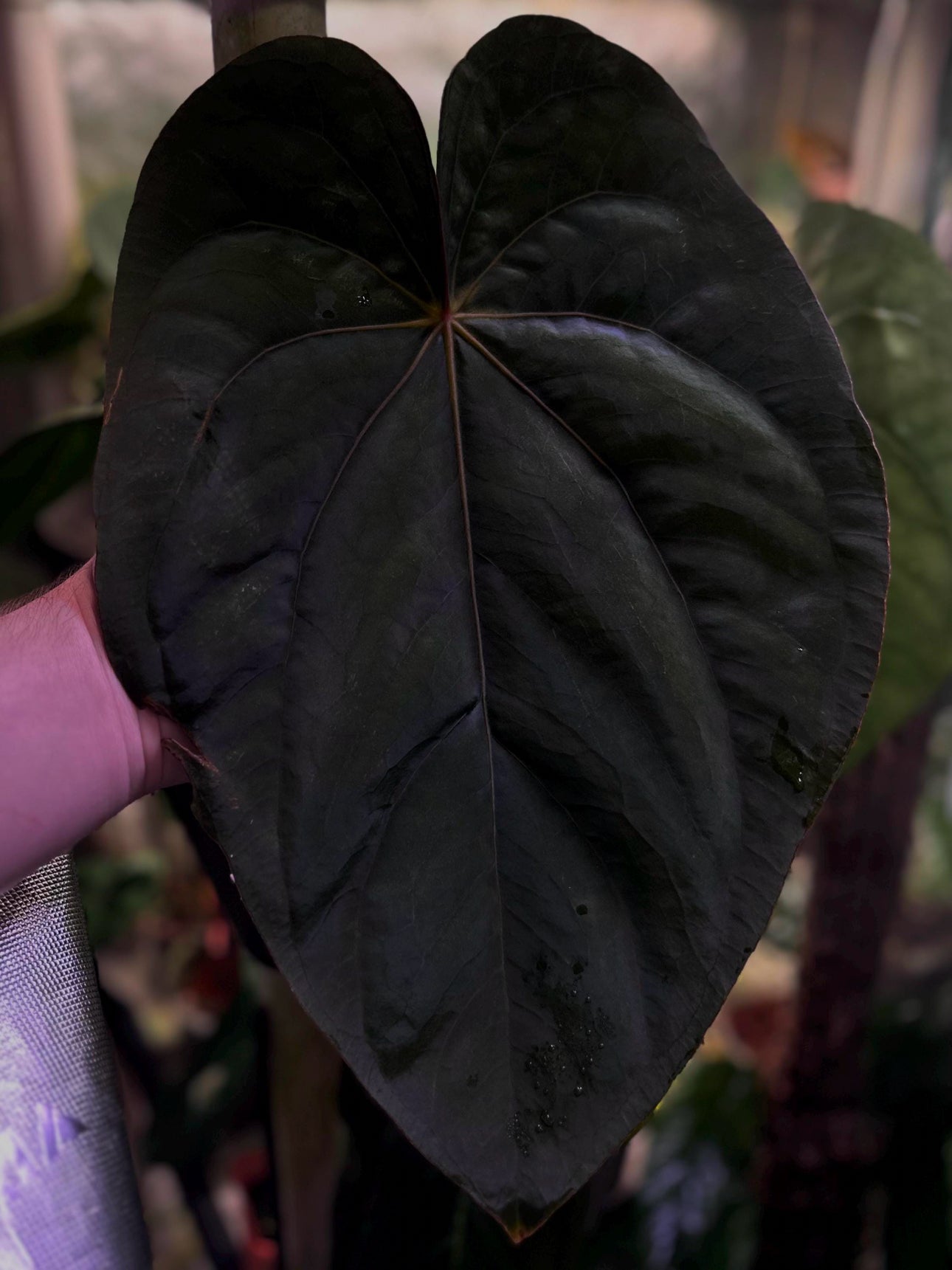Anthurium dressleri RG x (Black dressleri x RG F2 dark) *seedlings*