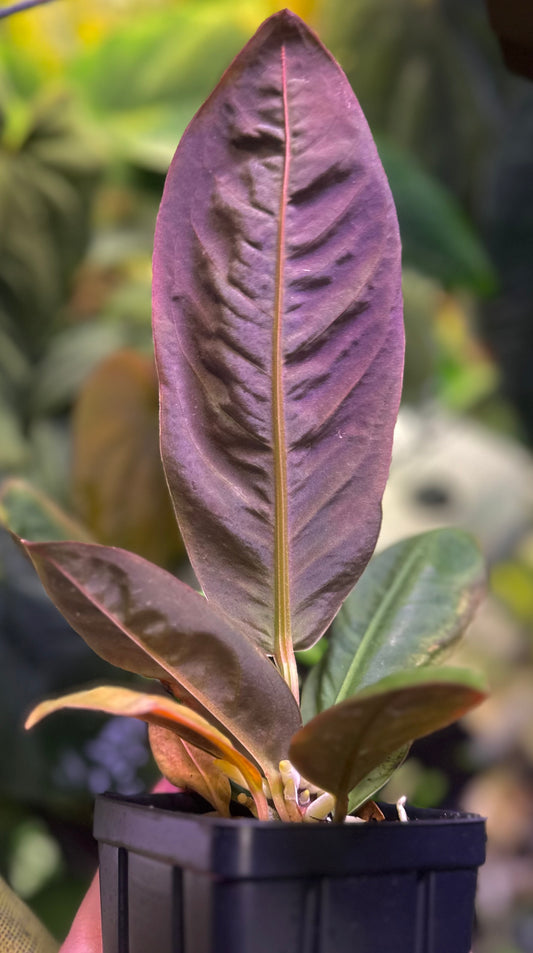 Anthurium willifordii *EXTREMELY RARE*