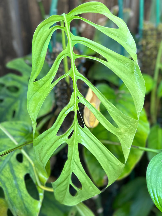 Monstera cf. obliqua “Tarapoto Wide”