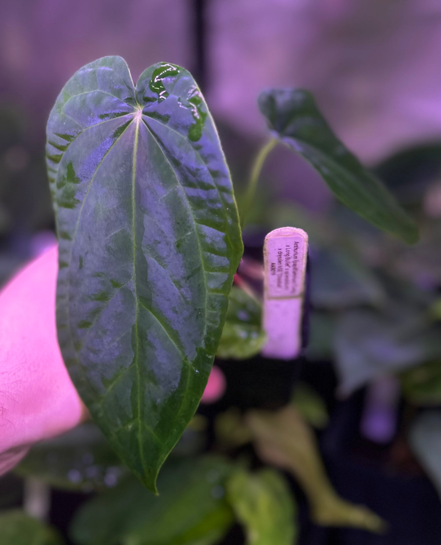 Anthurium (pap "Long x Long Bullet" x splendidum) x dressleri “Obsidian” *seedlings*