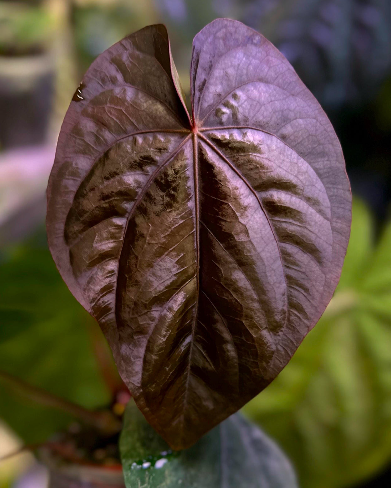 Anthurium dressleri RG x (Black dressleri x RG F2 dark) *seedlings*