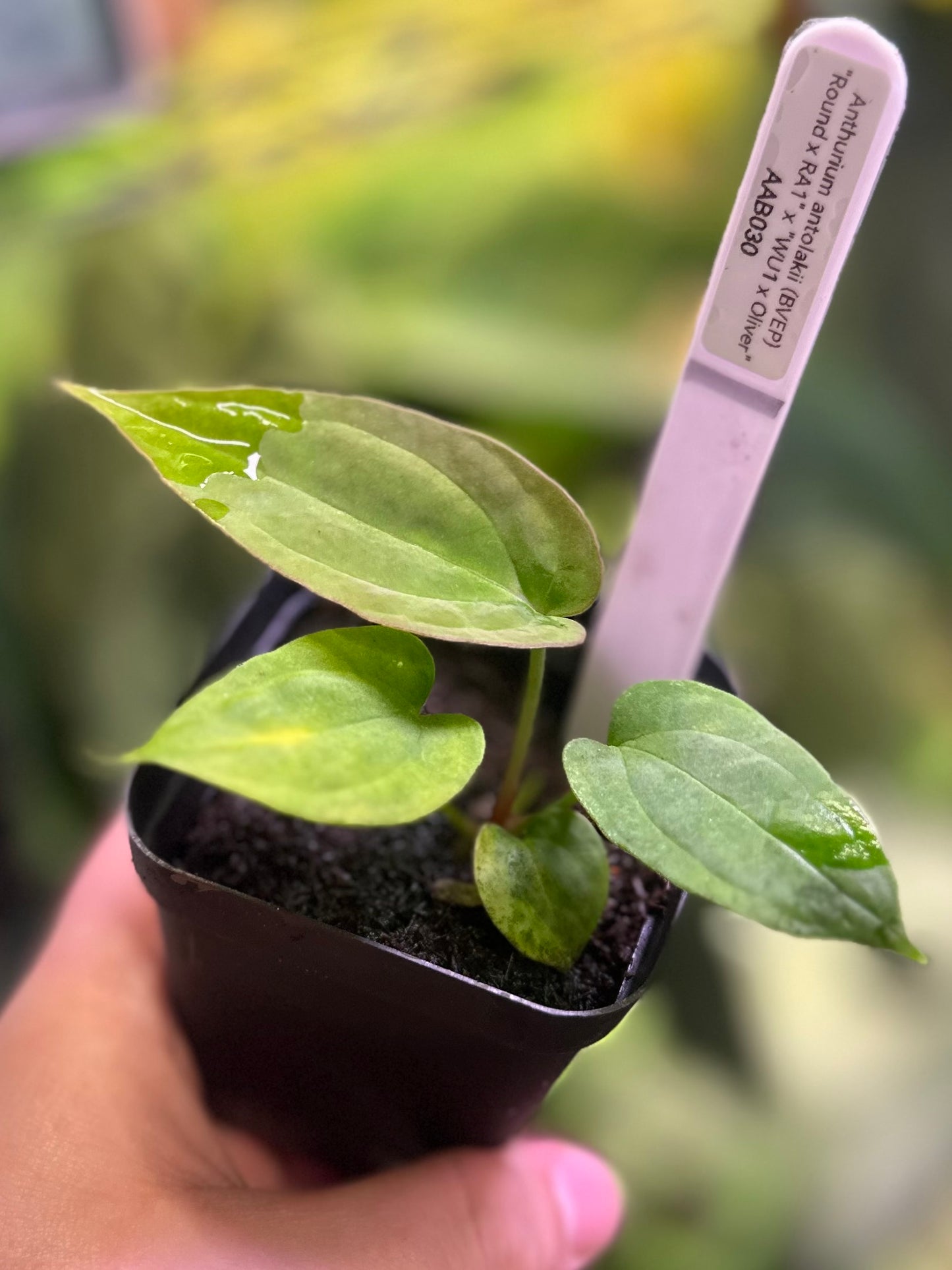 Anthurium antolakii (BVEP) "Round x RA1" x "Wu1 x Oliver"