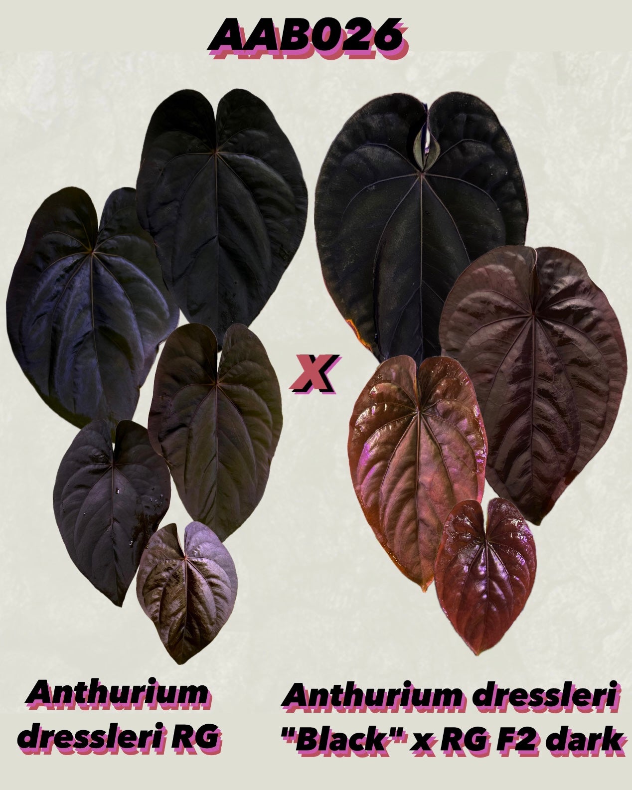 Anthurium dressleri RG x (Black dressleri x RG F2 dark) *seedlings*