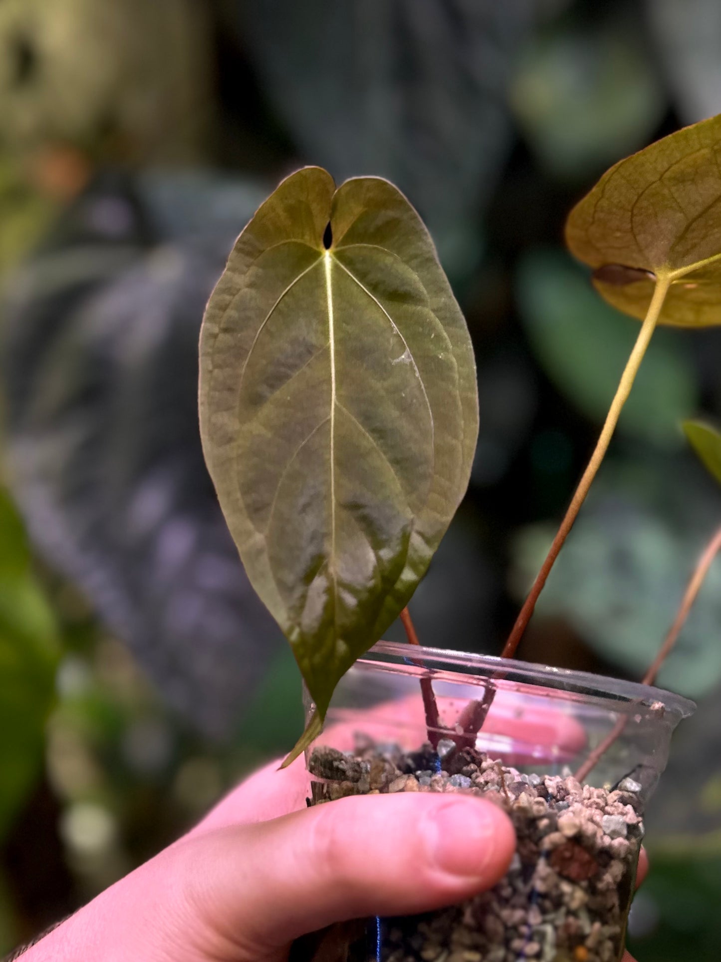 Anthurium papillilaminum “Long x Long Bullet”