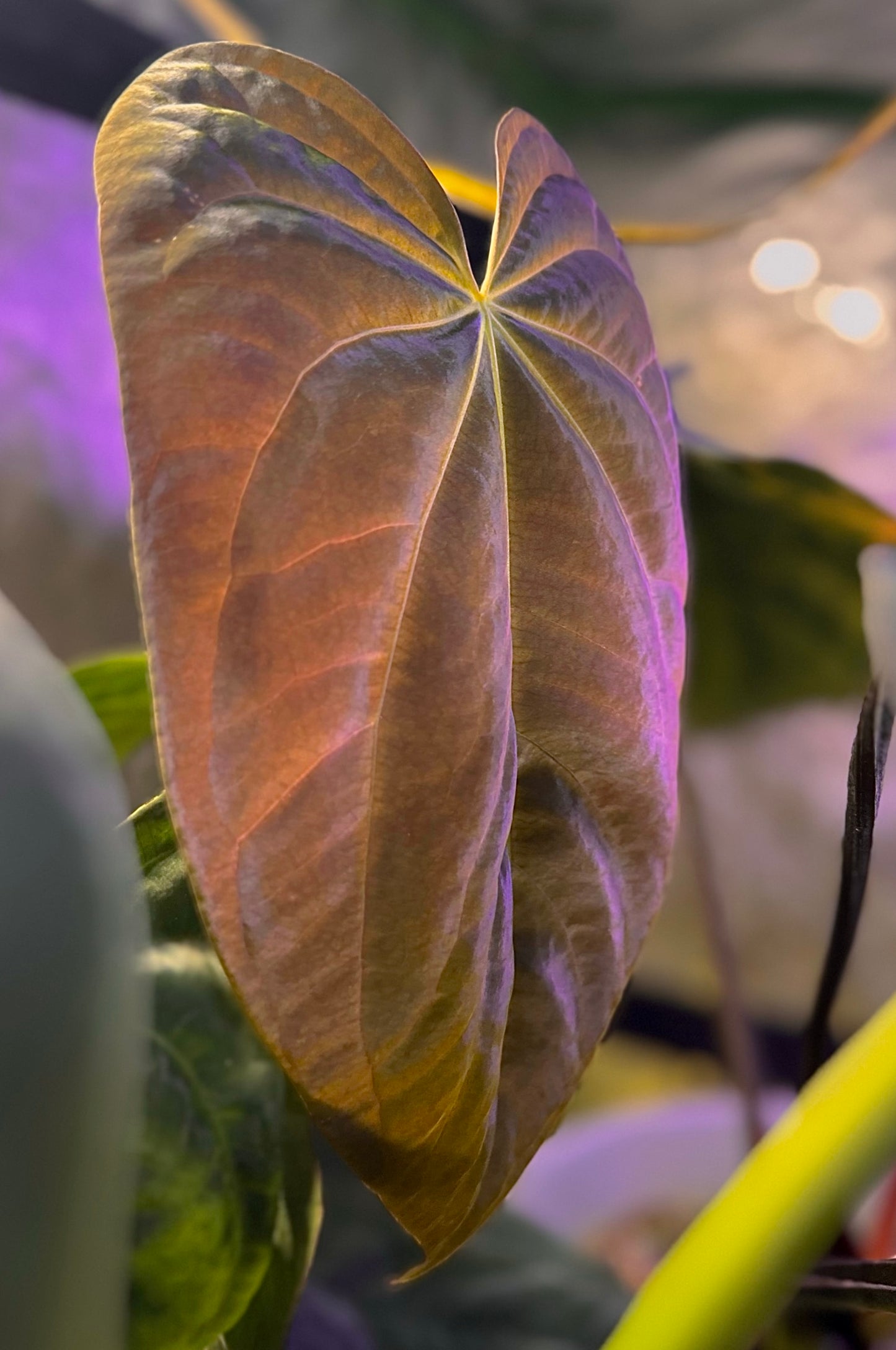 Anthurium antolakii (BVEP) "Wu1 x Oliver" x 'Supernova' (dressleri "Oliver" x BVEP "Felix") *seedlings*