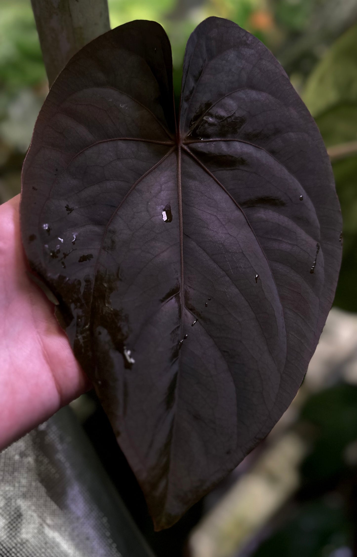 Anthurium dressleri “Obsidian” x RG