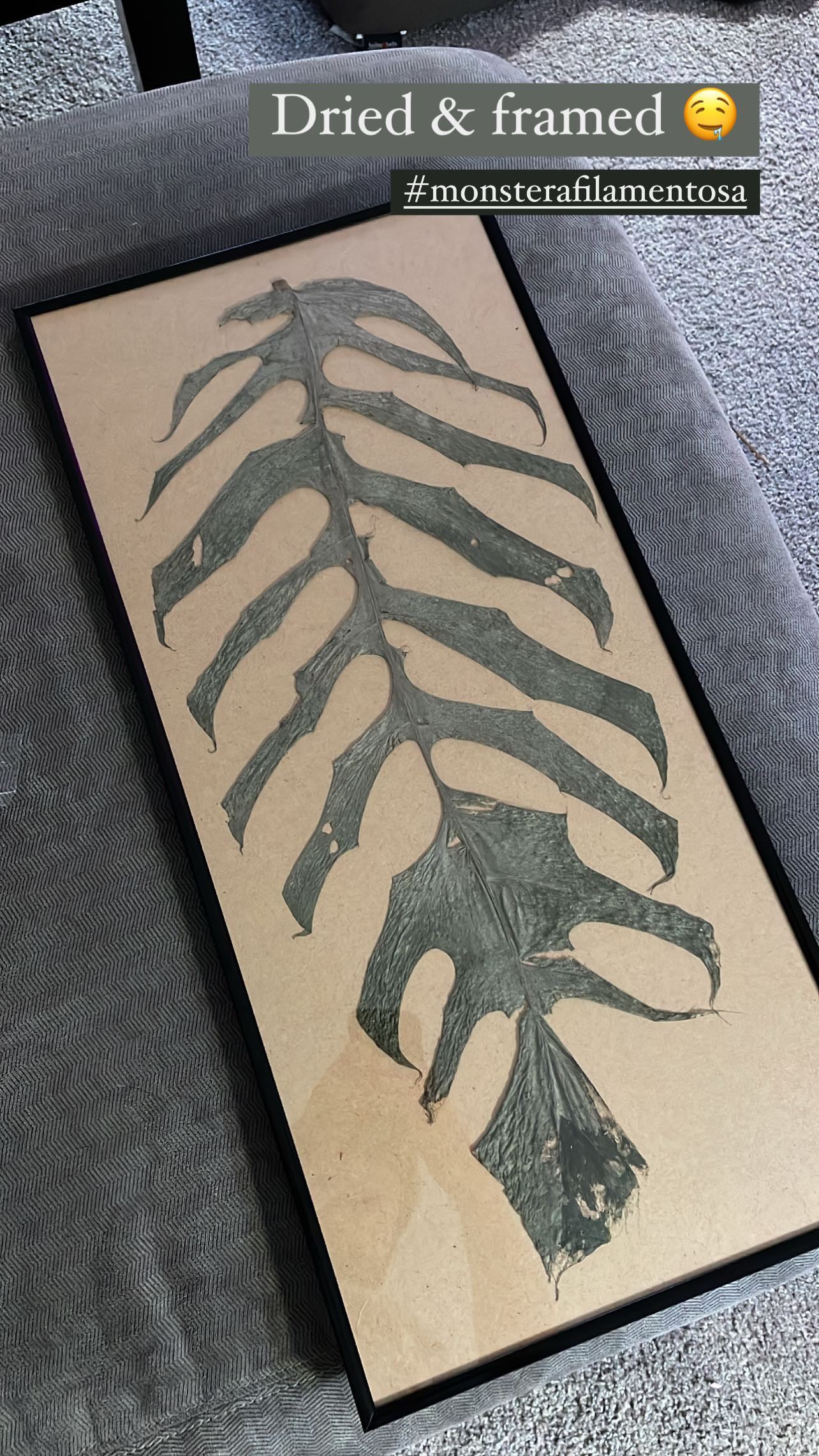 Monstera filamentosa *EXTREMELY RARE*