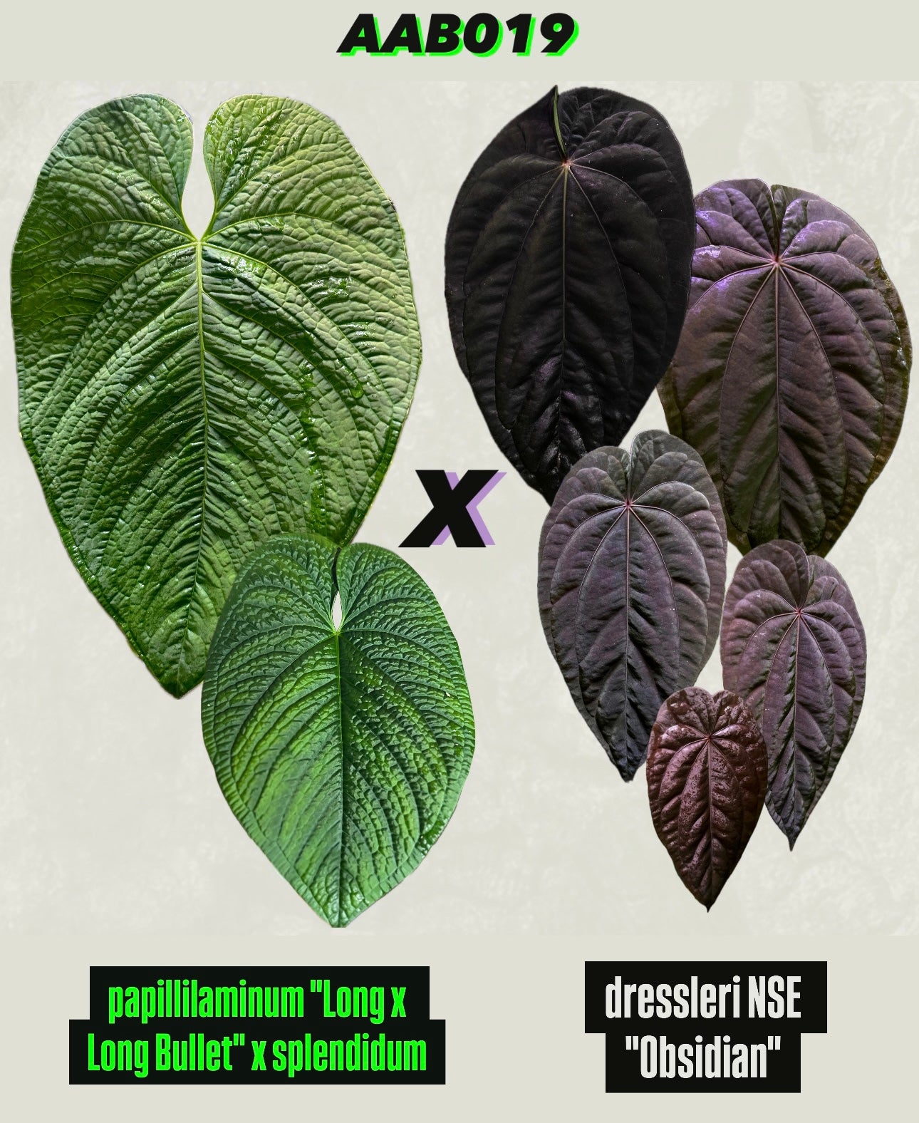 Anthurium (pap "Long x Long Bullet" x splendidum) x dressleri “Obsidian” *seedlings*