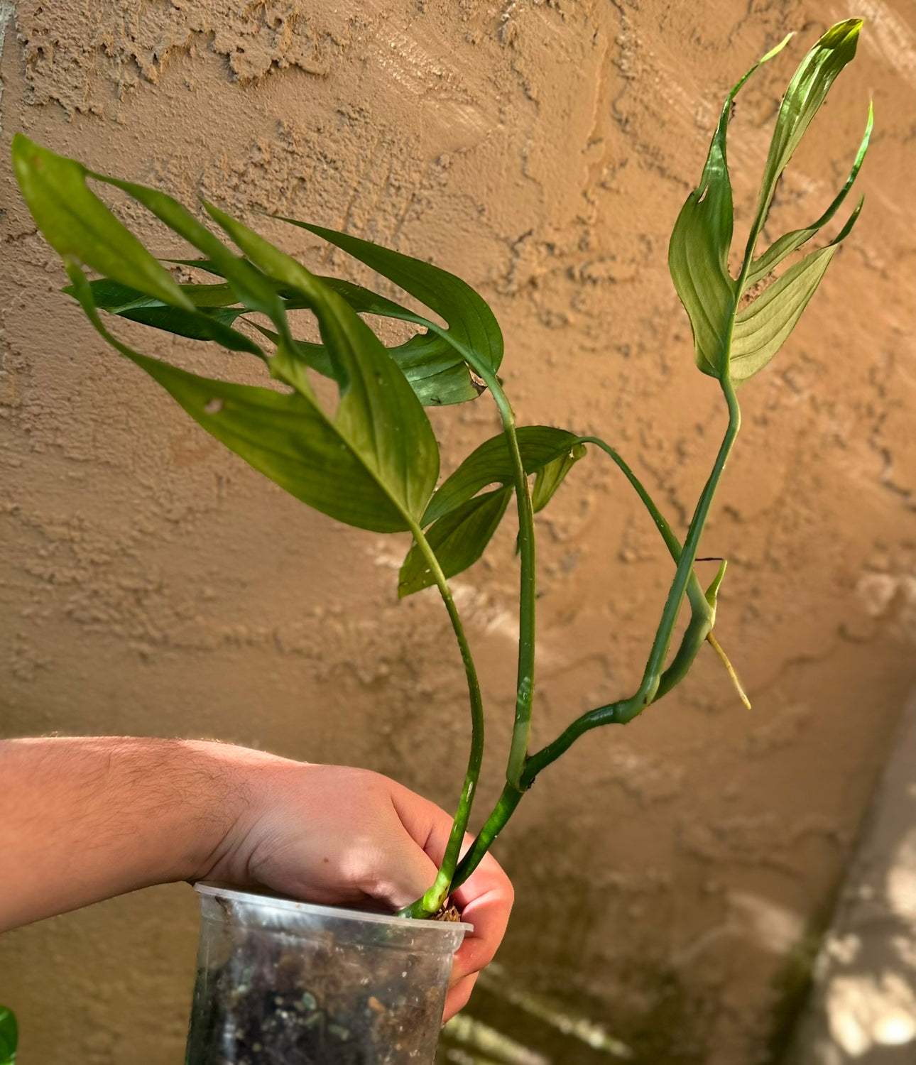 Monstera barrieri