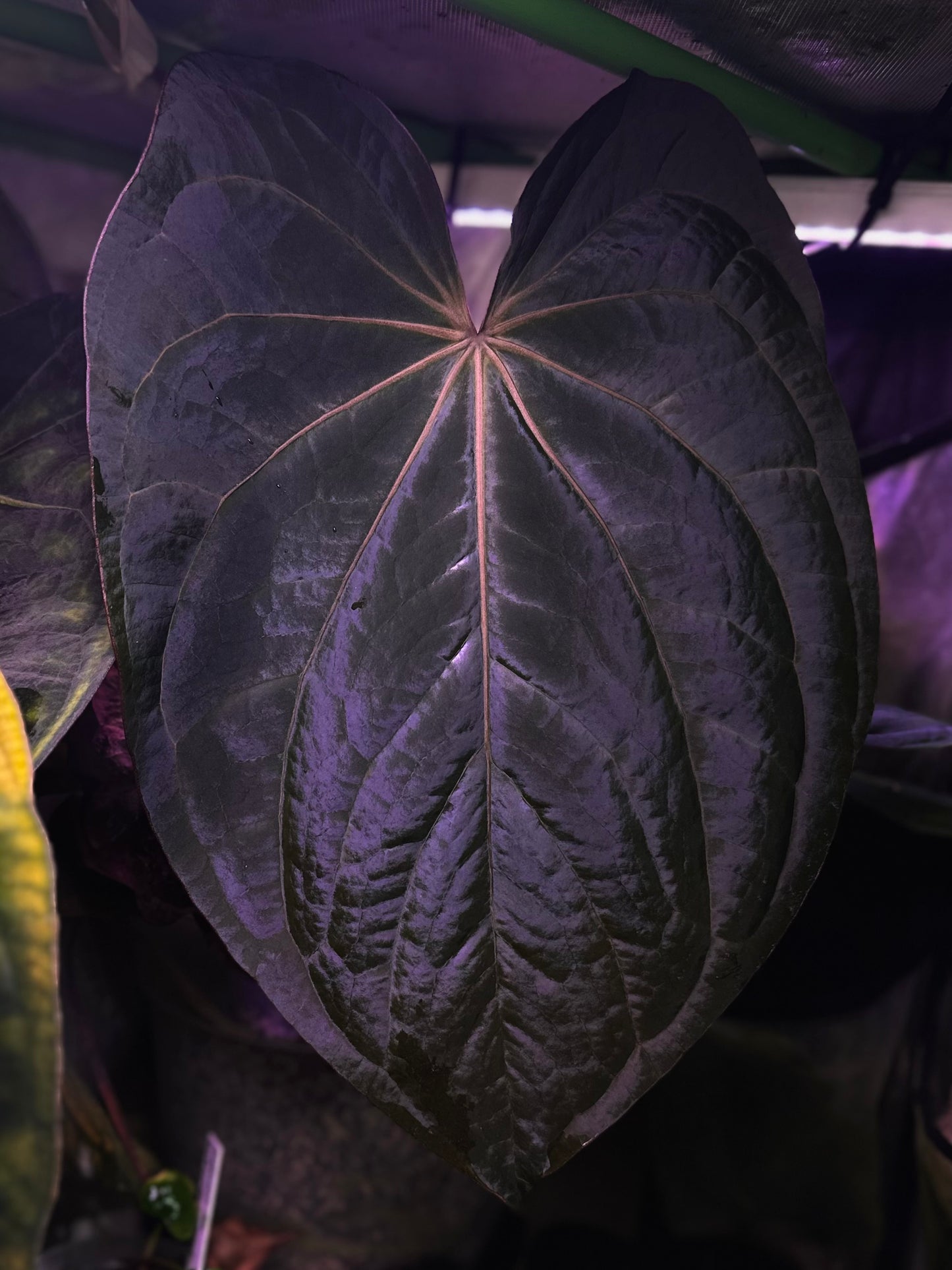 Anthurium (dressleri RG F2 x carlablackiae) x dressleri “Obsidian”