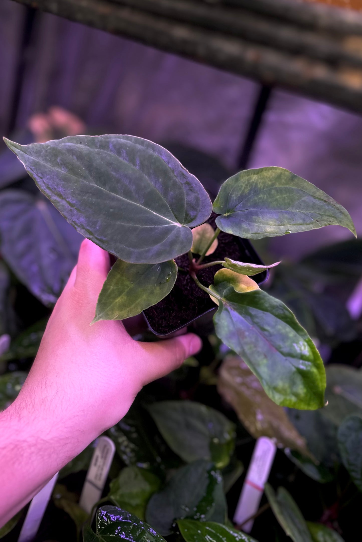 Anthurium antolakii (BVEP) "Round x RA1" x "Wu1 x Oliver"