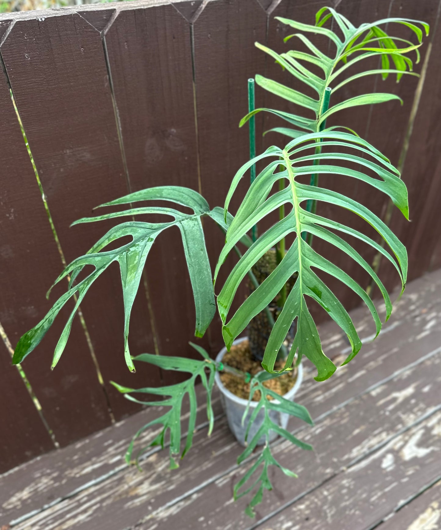 Monstera croatii *EXTREMELY RARE*