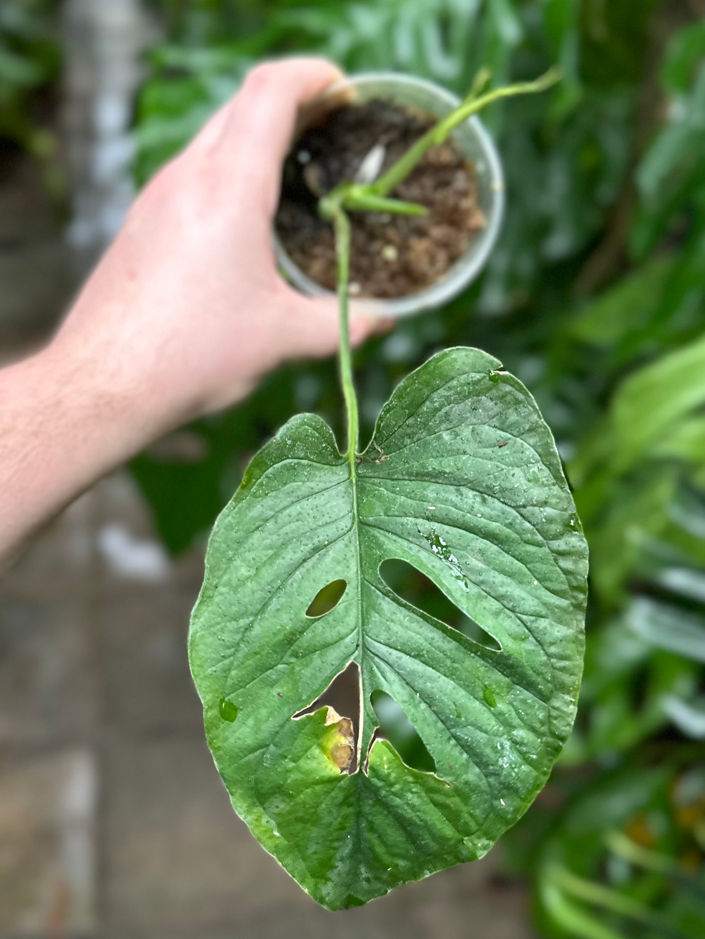 Monstera membranacea “Uvita”