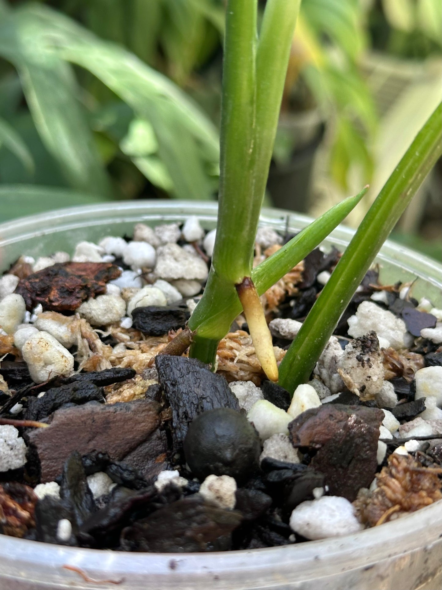 Monstera bocatorensis