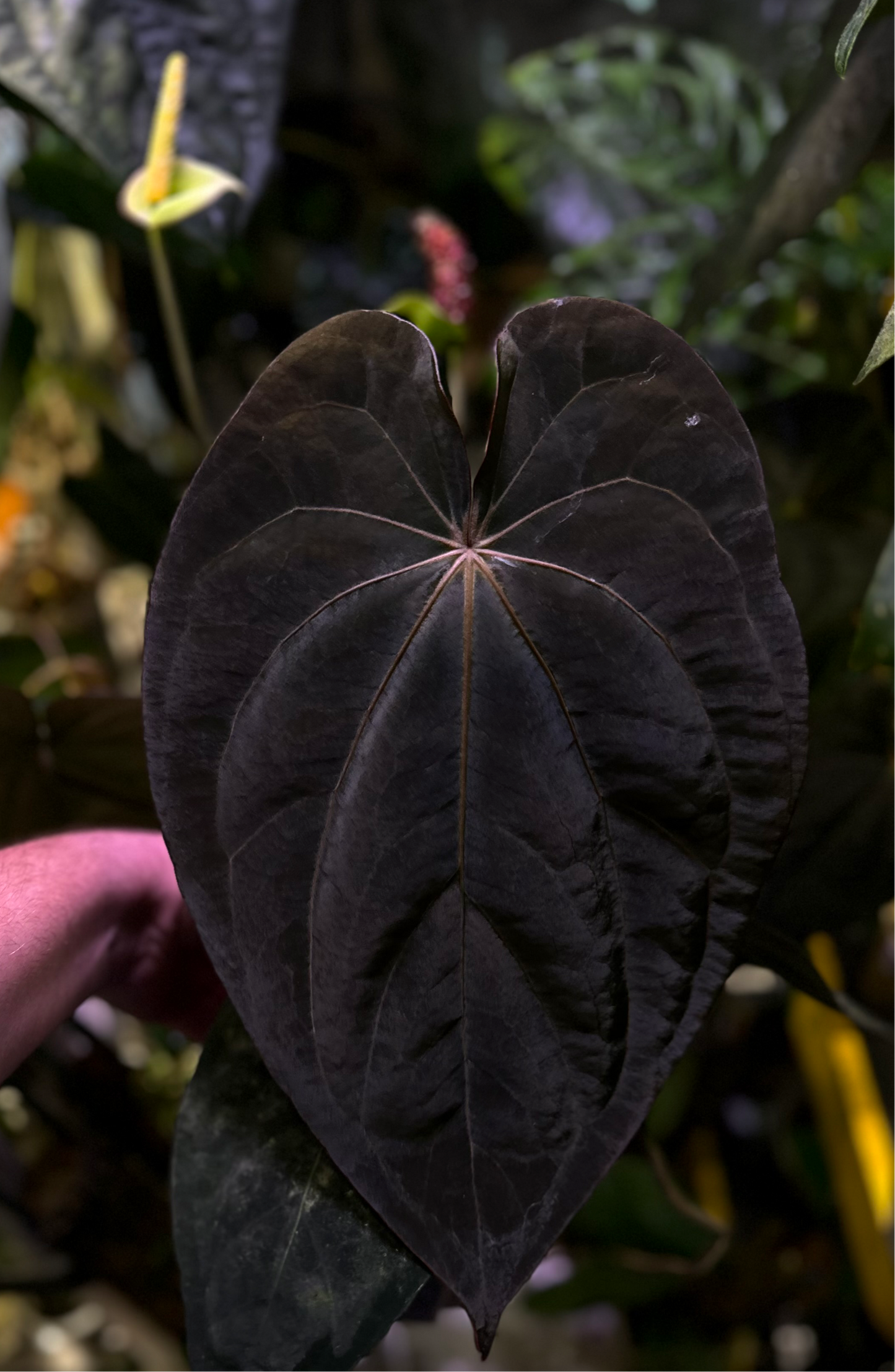 Anthurium (dressleri RG F2 x carlablackiae) x dressleri “Obsidian”