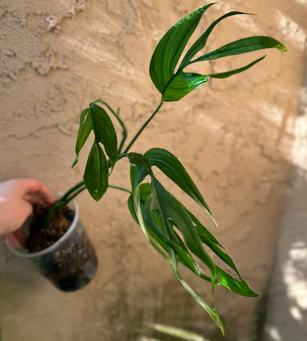 Monstera barrieri