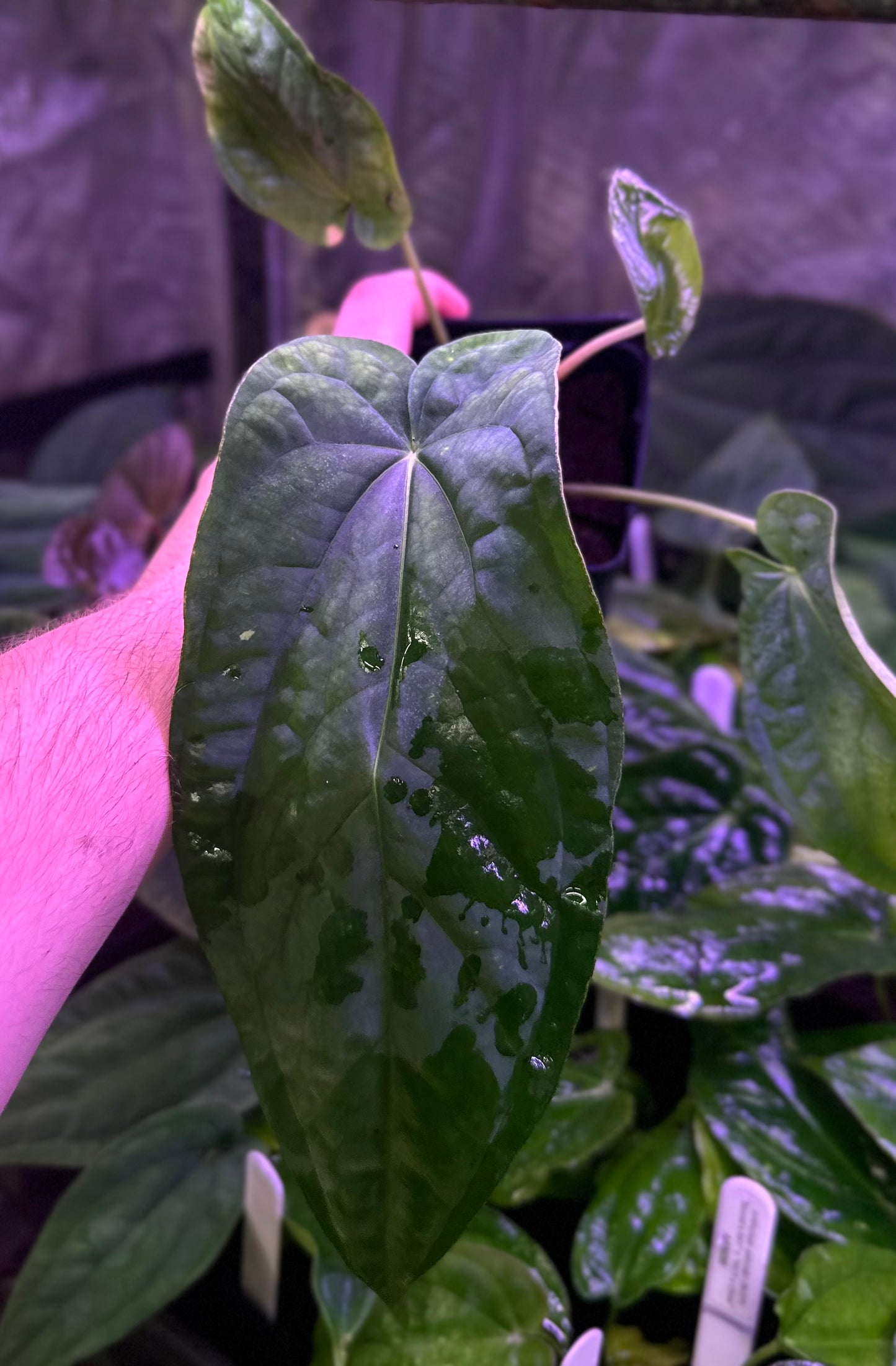 Anthurium (pap "Long x Long Bullet" x splendidum) x dressleri “Obsidian” *seedlings*