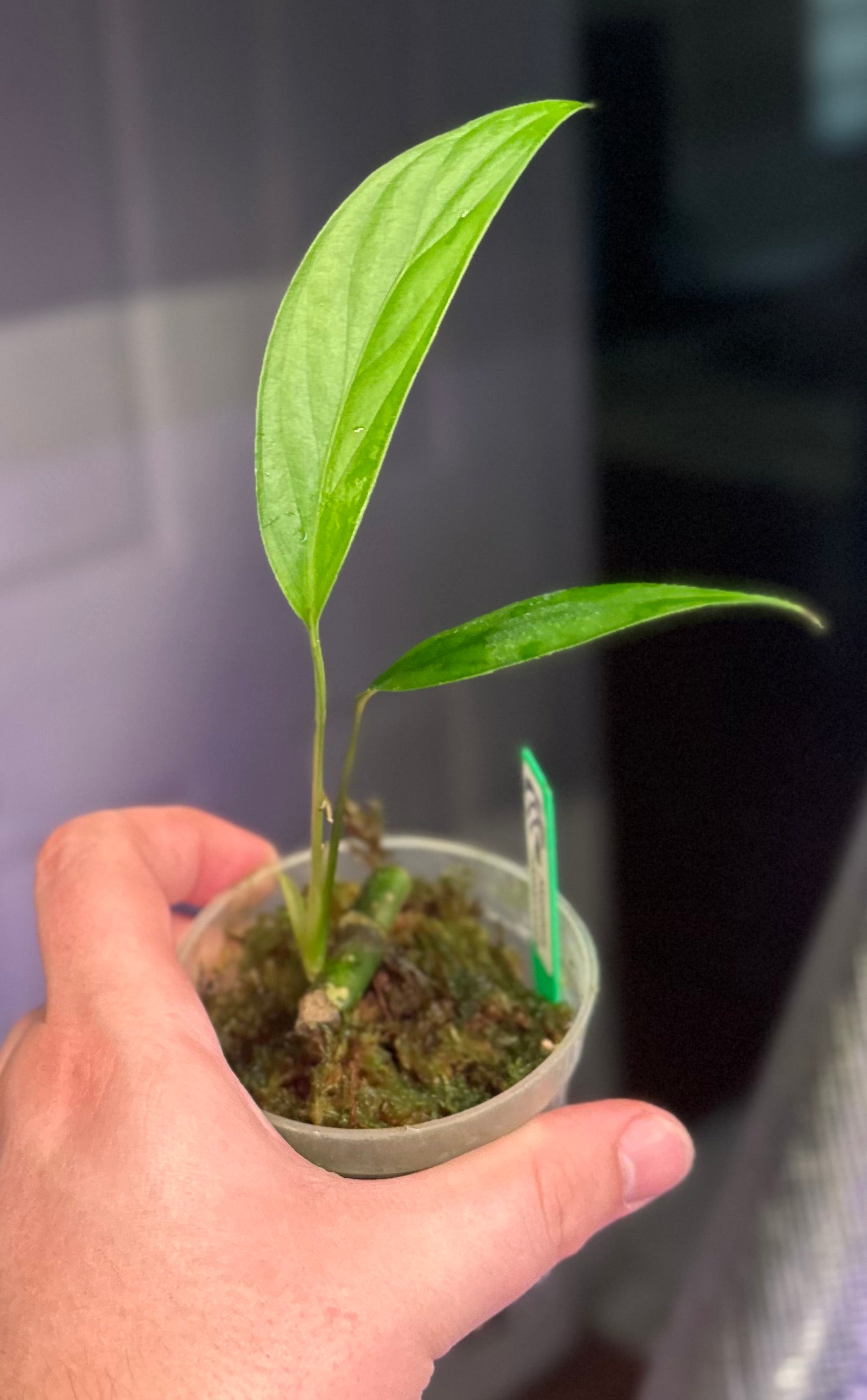 Monstera bocatorensis