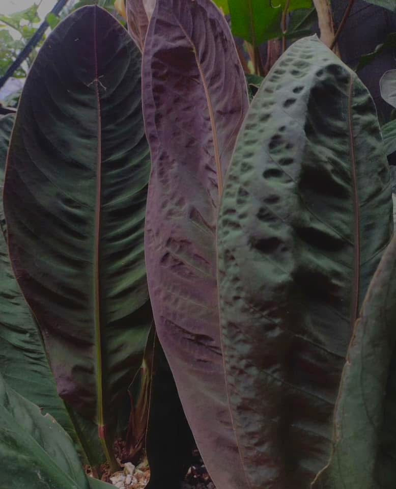 Anthurium willifordii *EXTREMELY RARE*