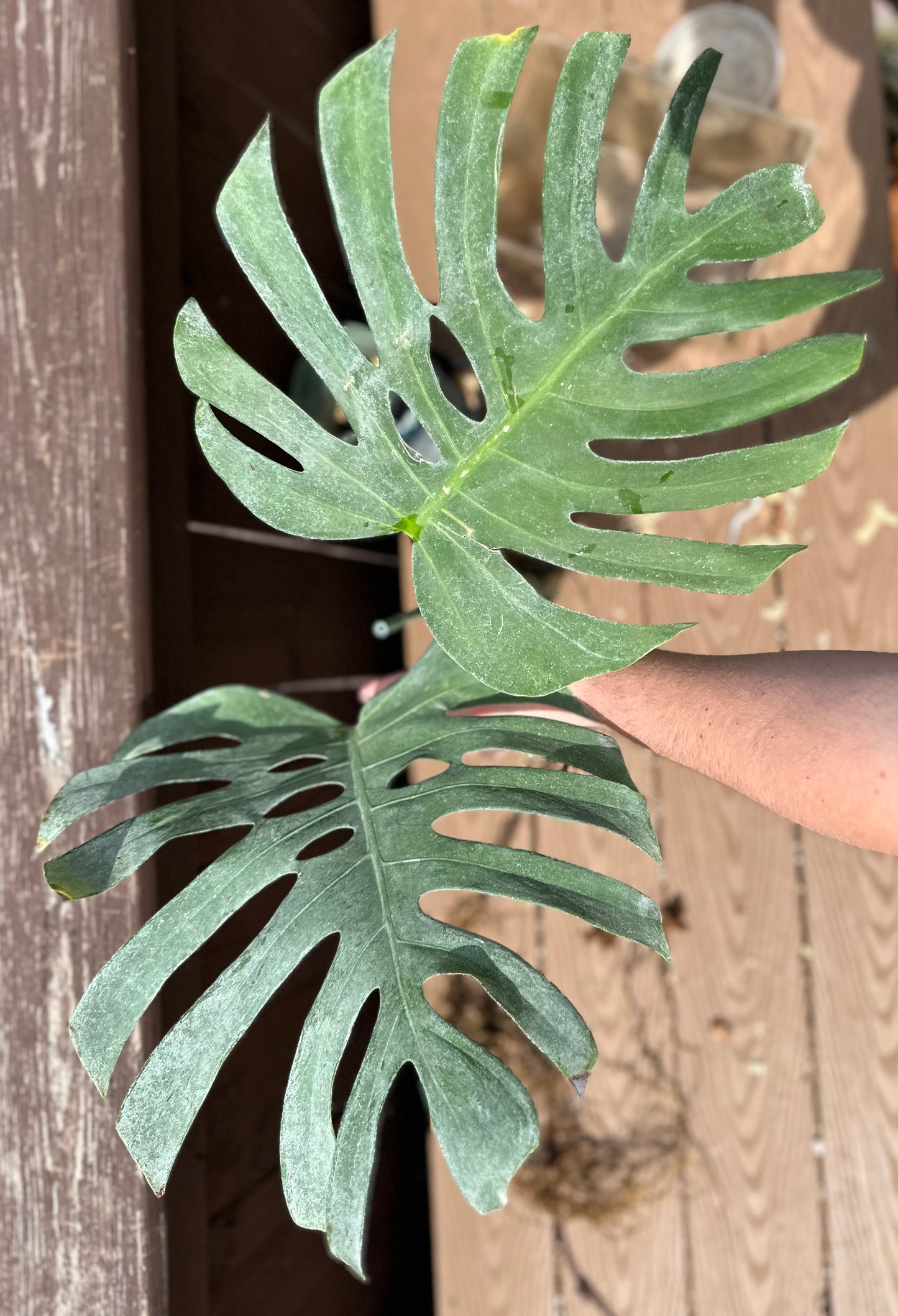 Monstera deliciosa var sierrana