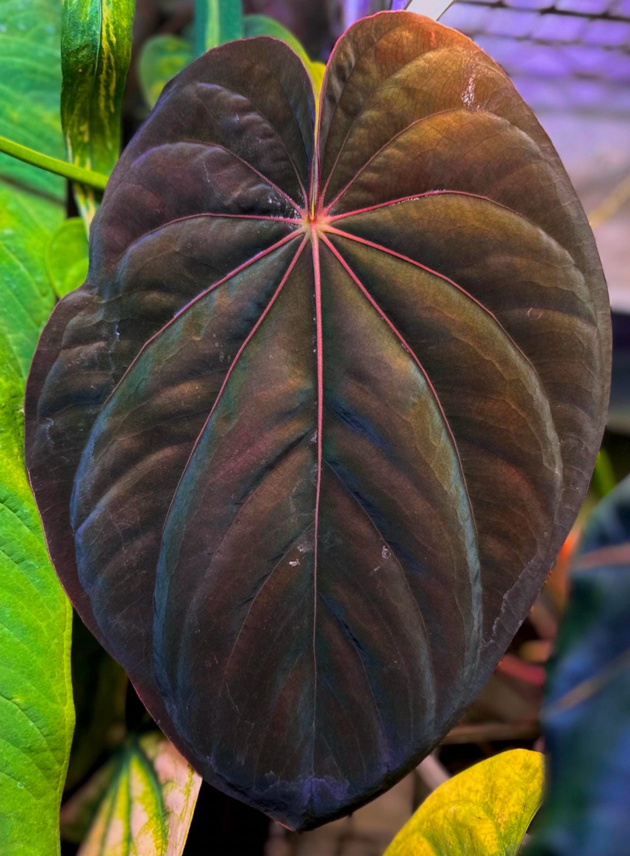 Anthurium antolakii (BVEP) "Wu1 x Oliver" x 'Supernova' (dressleri "Oliver" x BVEP "Felix") *seedlings*