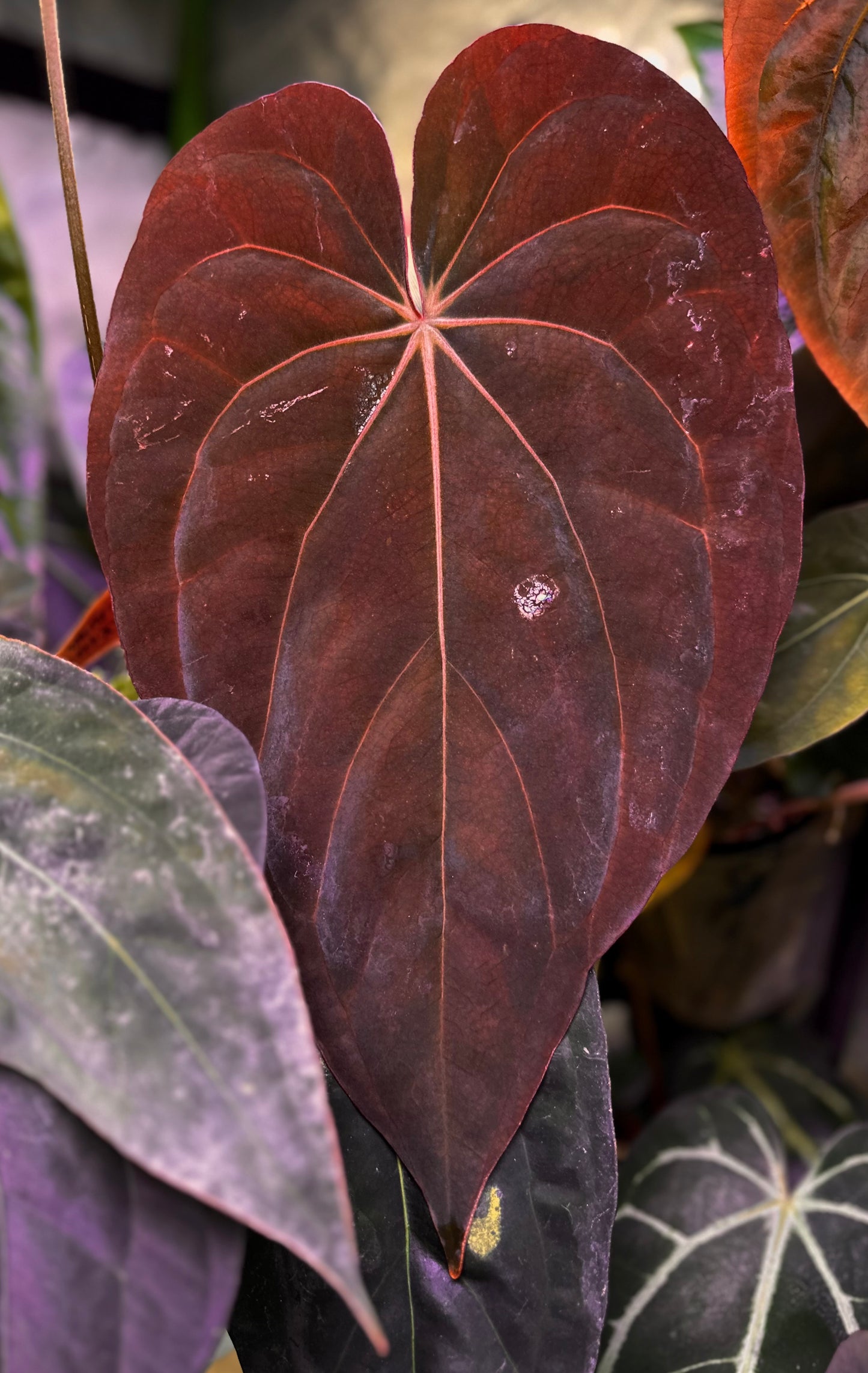 Anthurium carlablackiae RA5x10 x (dress RG F2 x carla "Amanda")