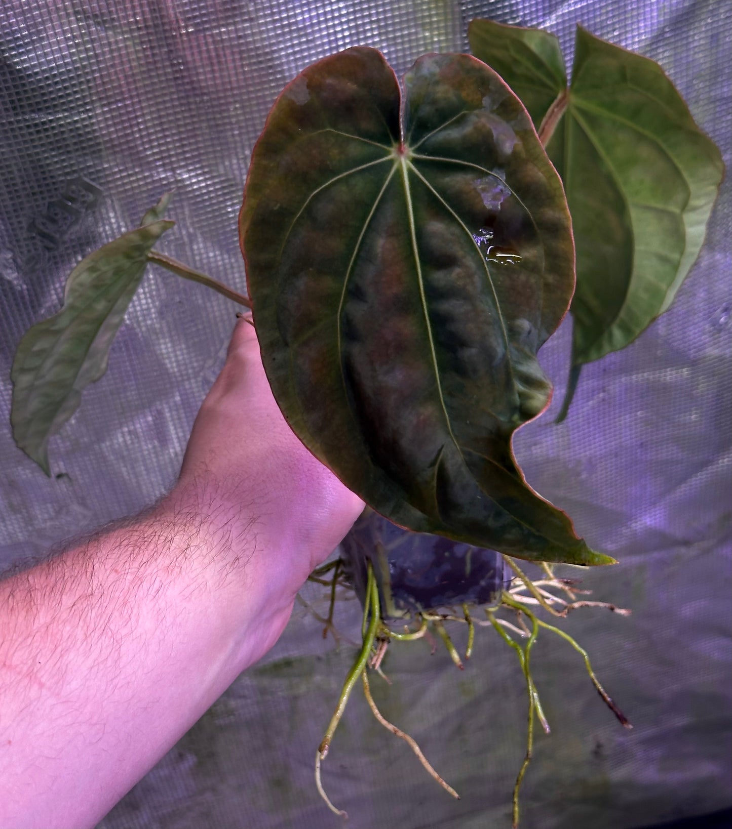 Anthurium (dressleri RG F2 x carlablackiae) x dressleri “Obsidian”