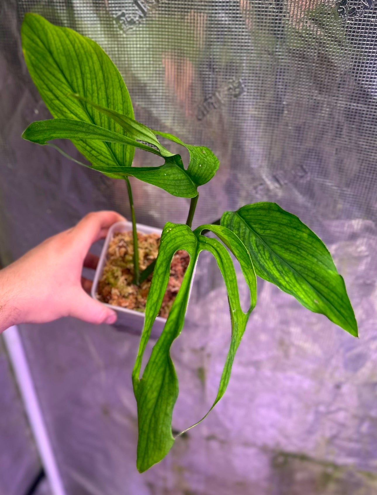 Monstera barrieri