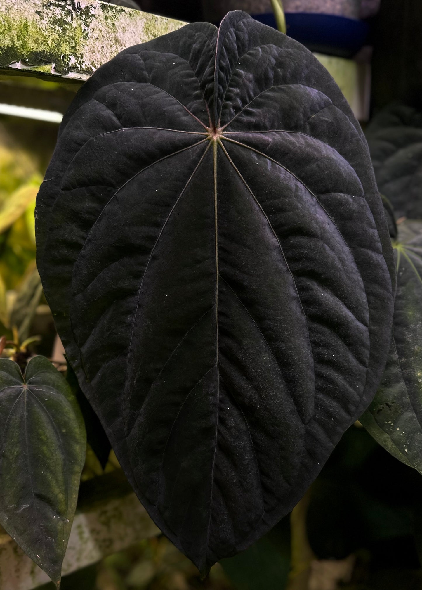 Anthurium (dressleri RG F2 x carlablackiae) x dressleri “Obsidian”