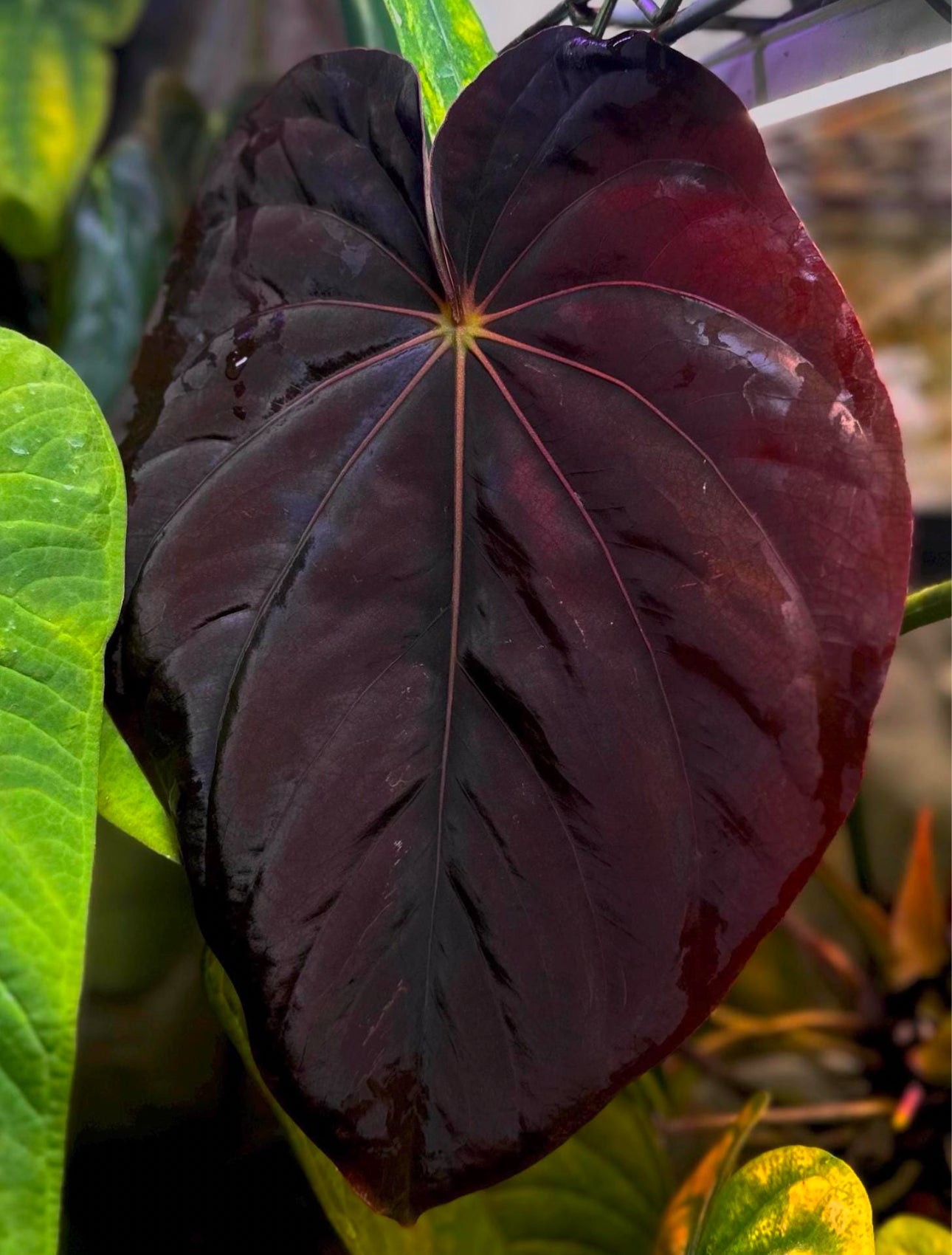 Anthurium (dress "Oliver" x BVEP "Felix") "Supernova" x self