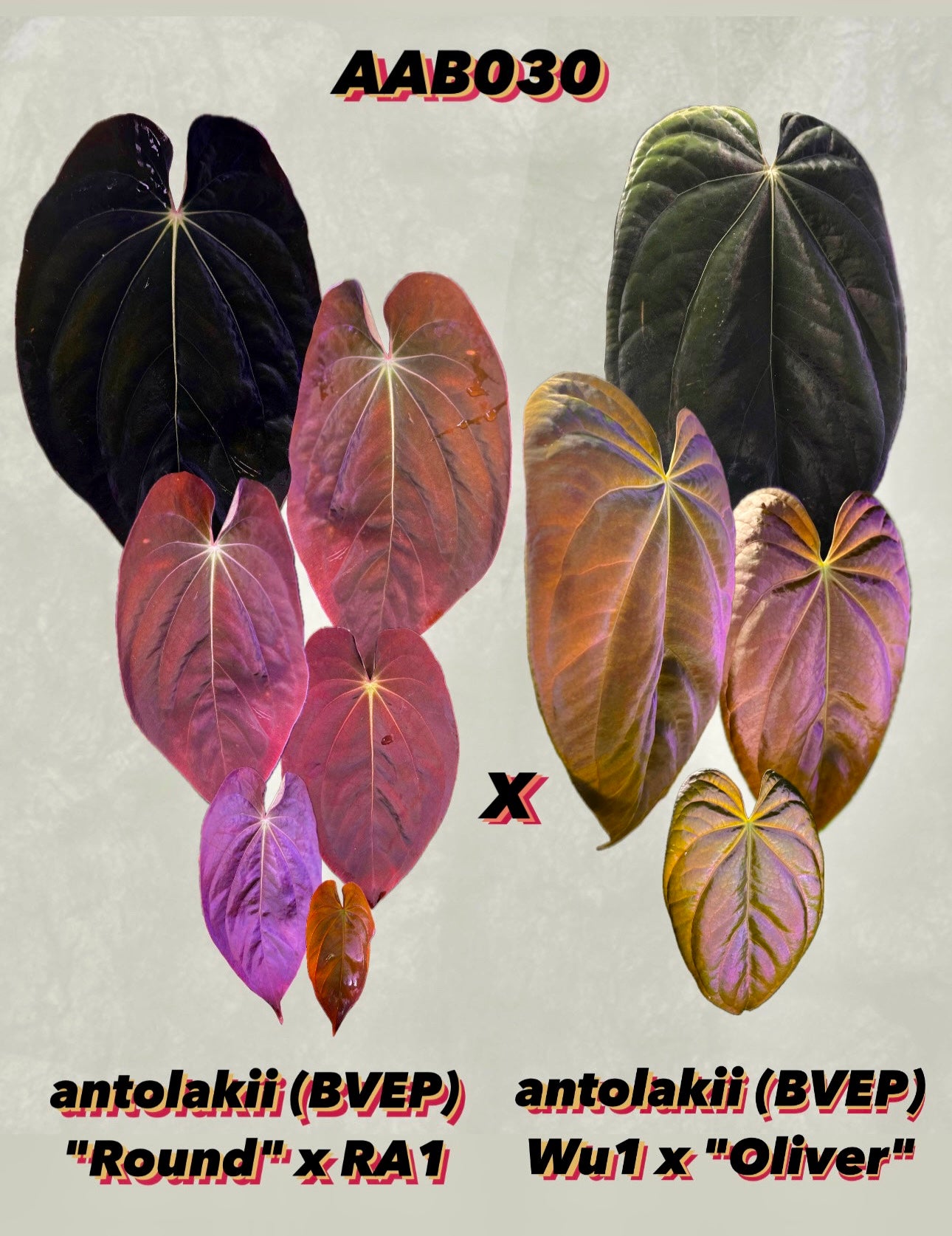 Anthurium antolakii (BVEP) "Round x RA1" x "Wu1 x Oliver"