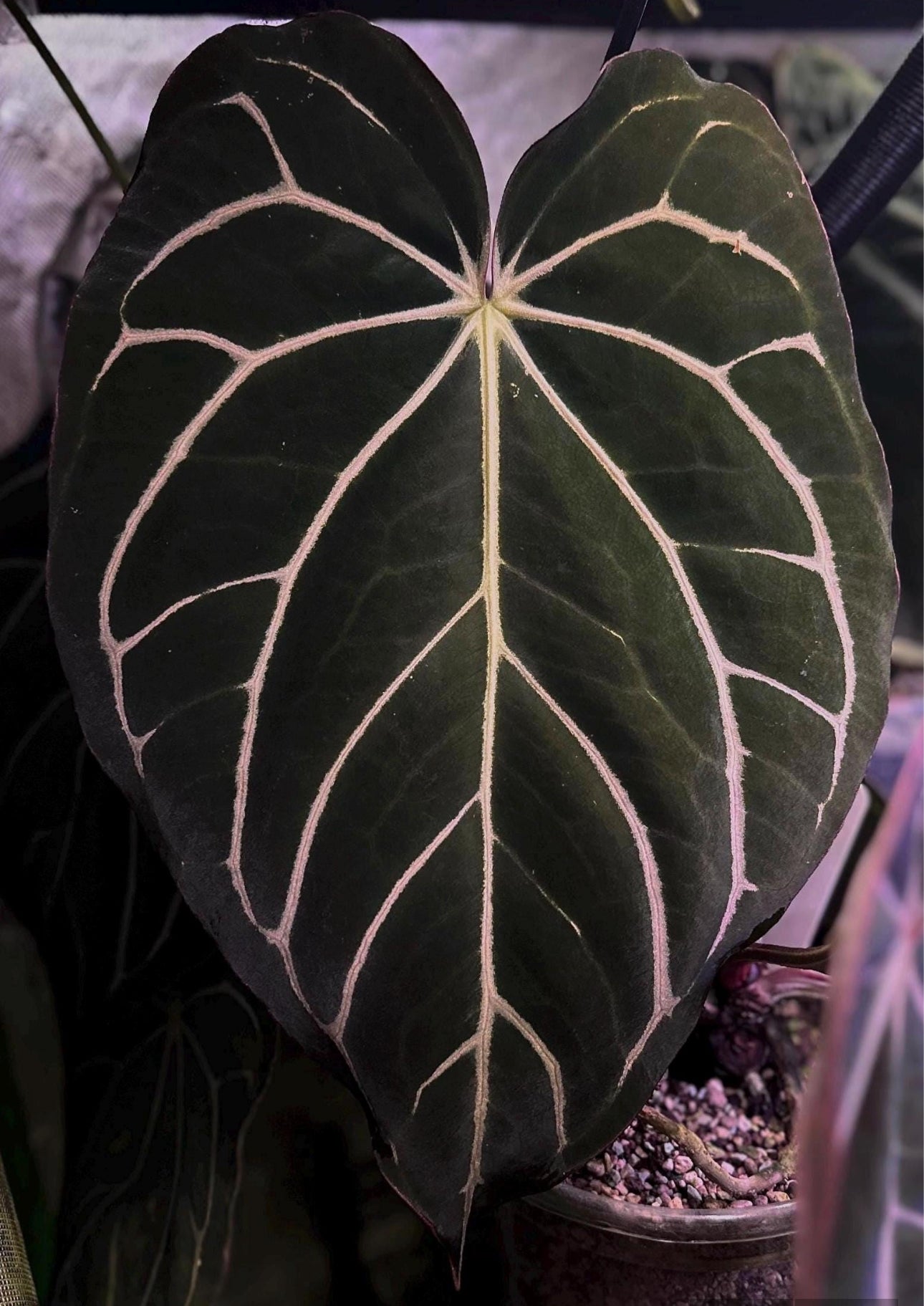 Anthurium carlablackiae Wu1 s1 x (RA5x10)