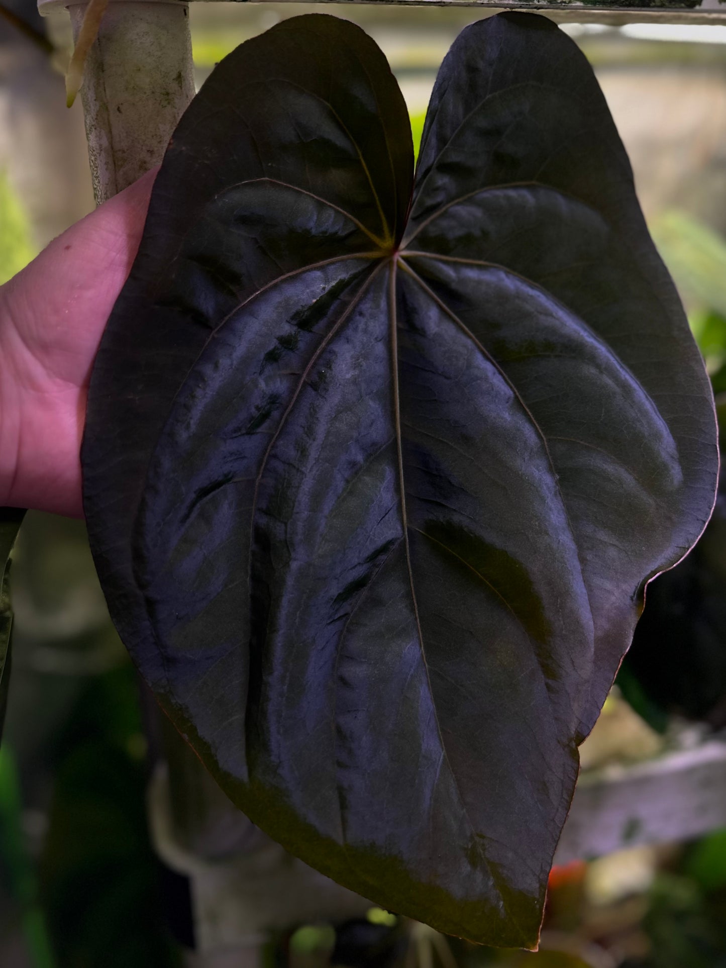 Anthurium dressleri “Obsidian” x RG