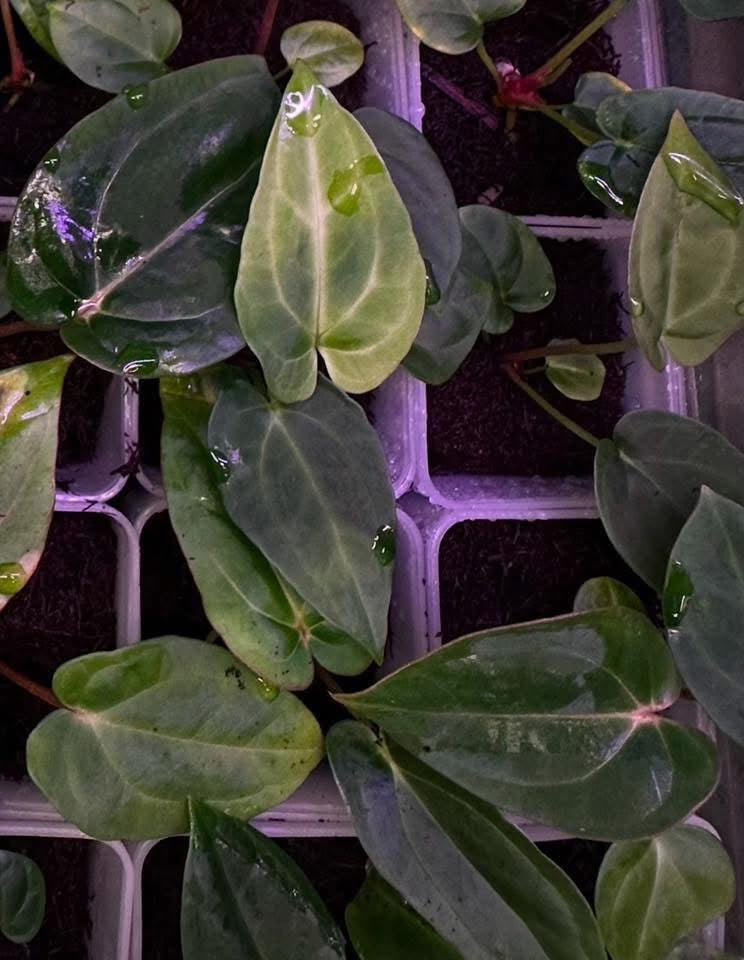 Anthurium carlablackiae RA10 (s1) x dressleri "Obsidian" *seedlings*