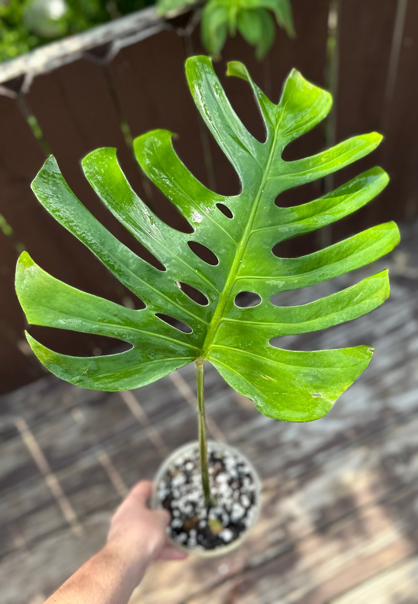 Monstera deliciosa var sierrana