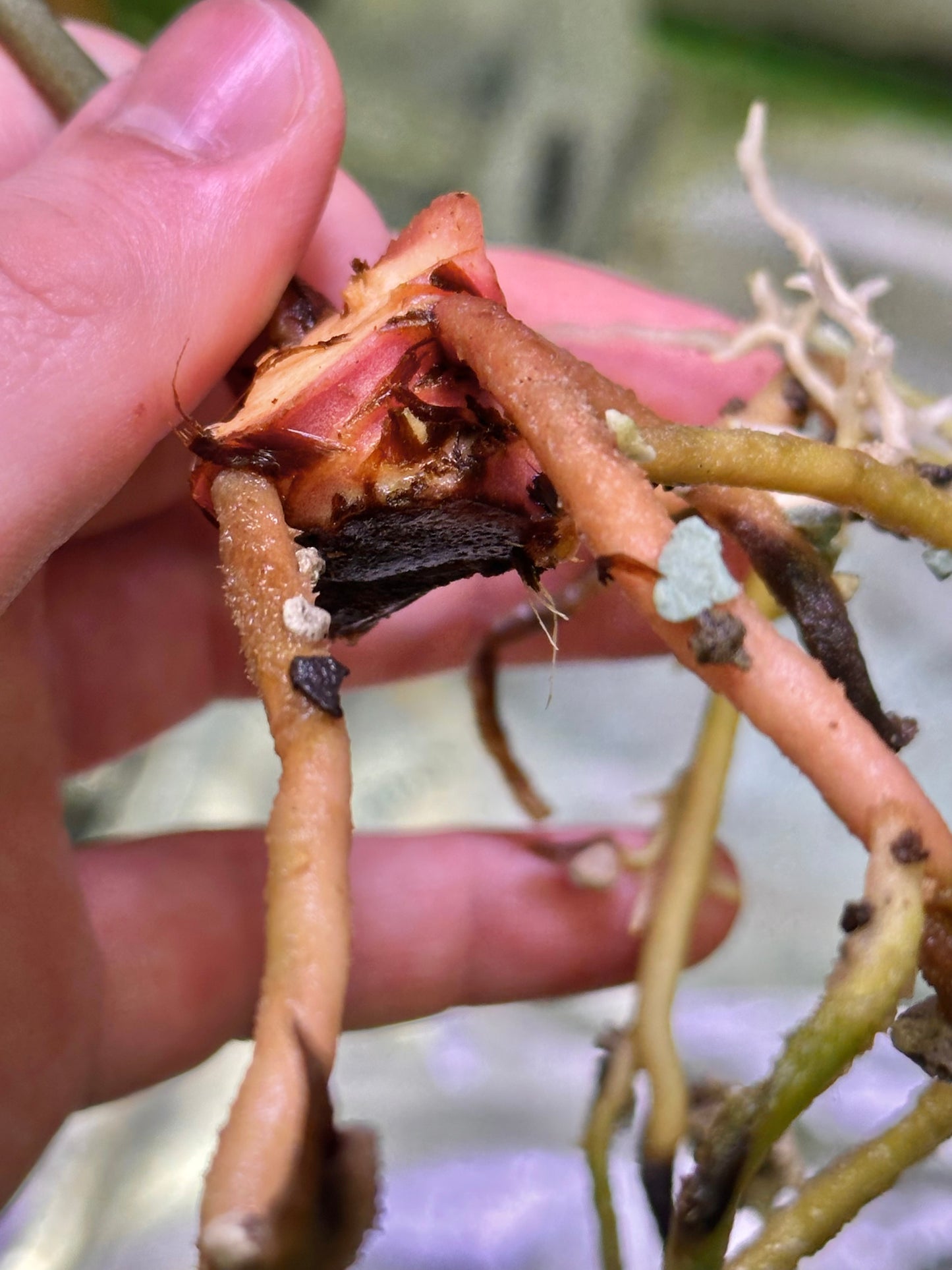 Anthurium sp. nov DF