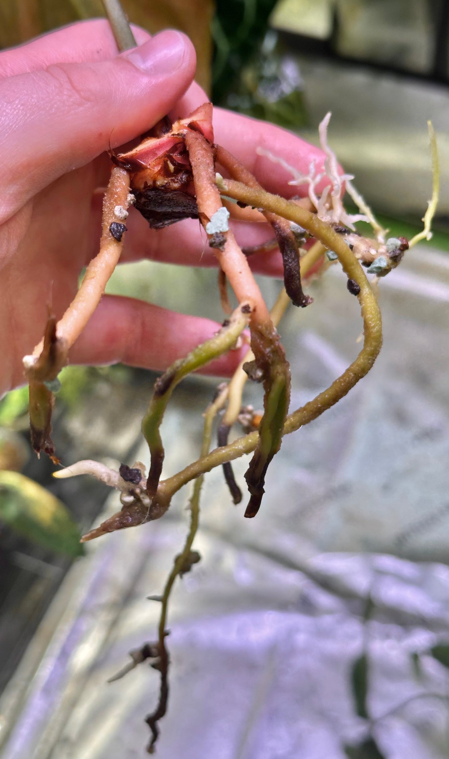 Anthurium sp. nov DF