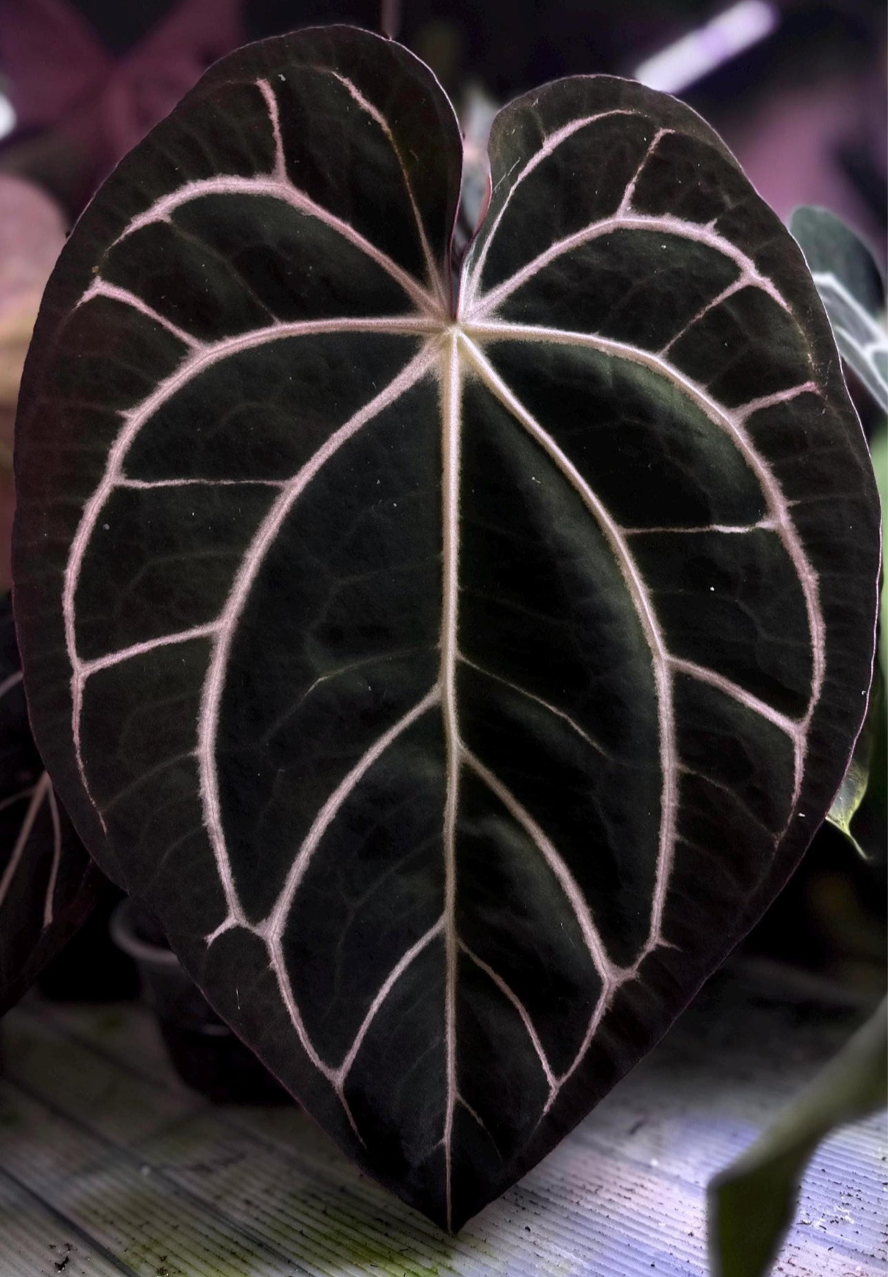 Anthurium carlablackiae RA13 x (RA5x10)