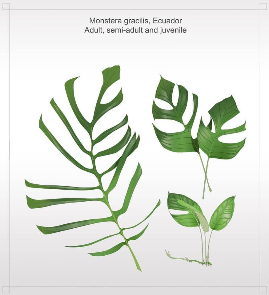 Monstera gracilis “Tingo Maria”