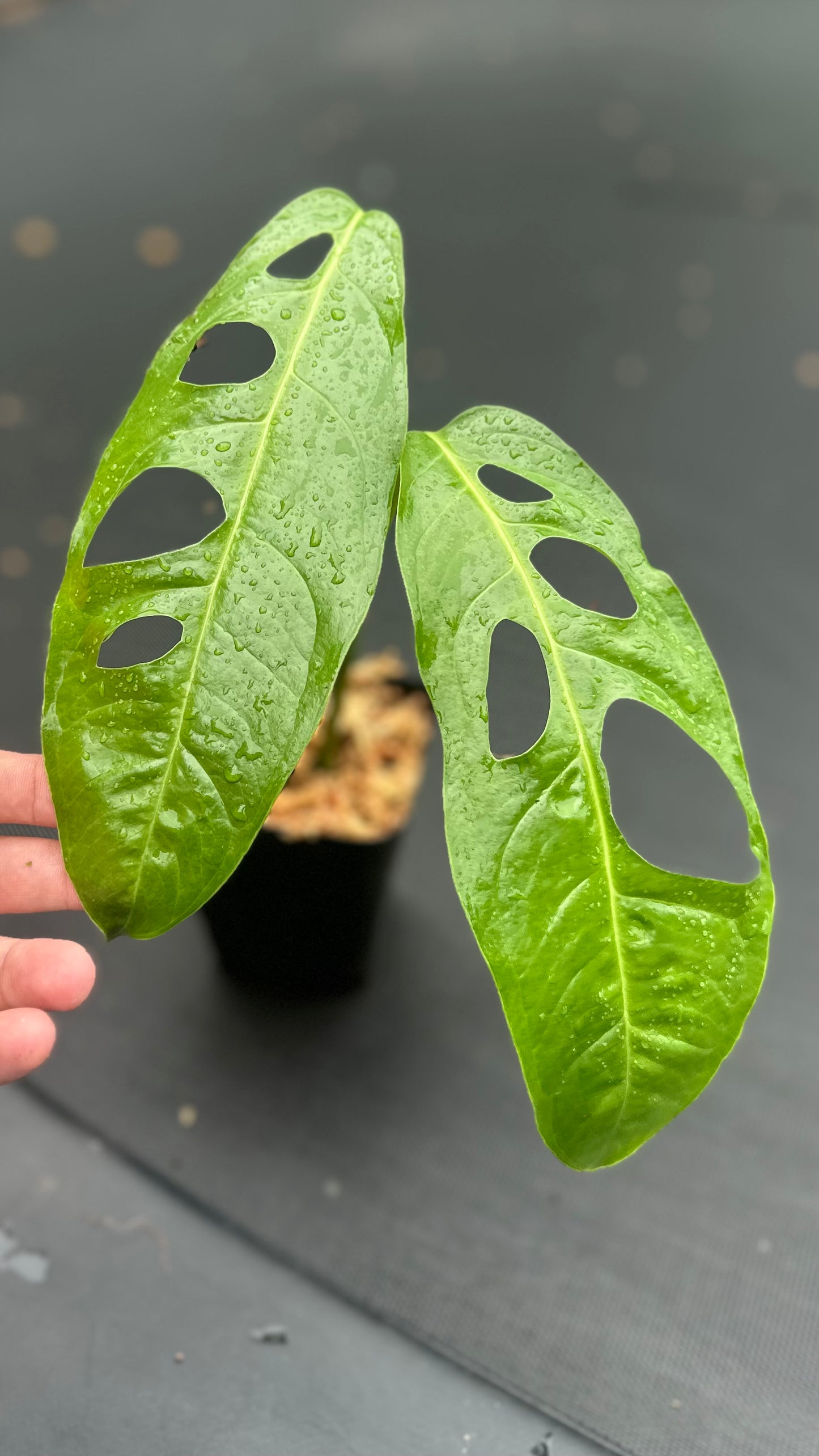 Monstera obliqua “Ecuador” var. Longifolia